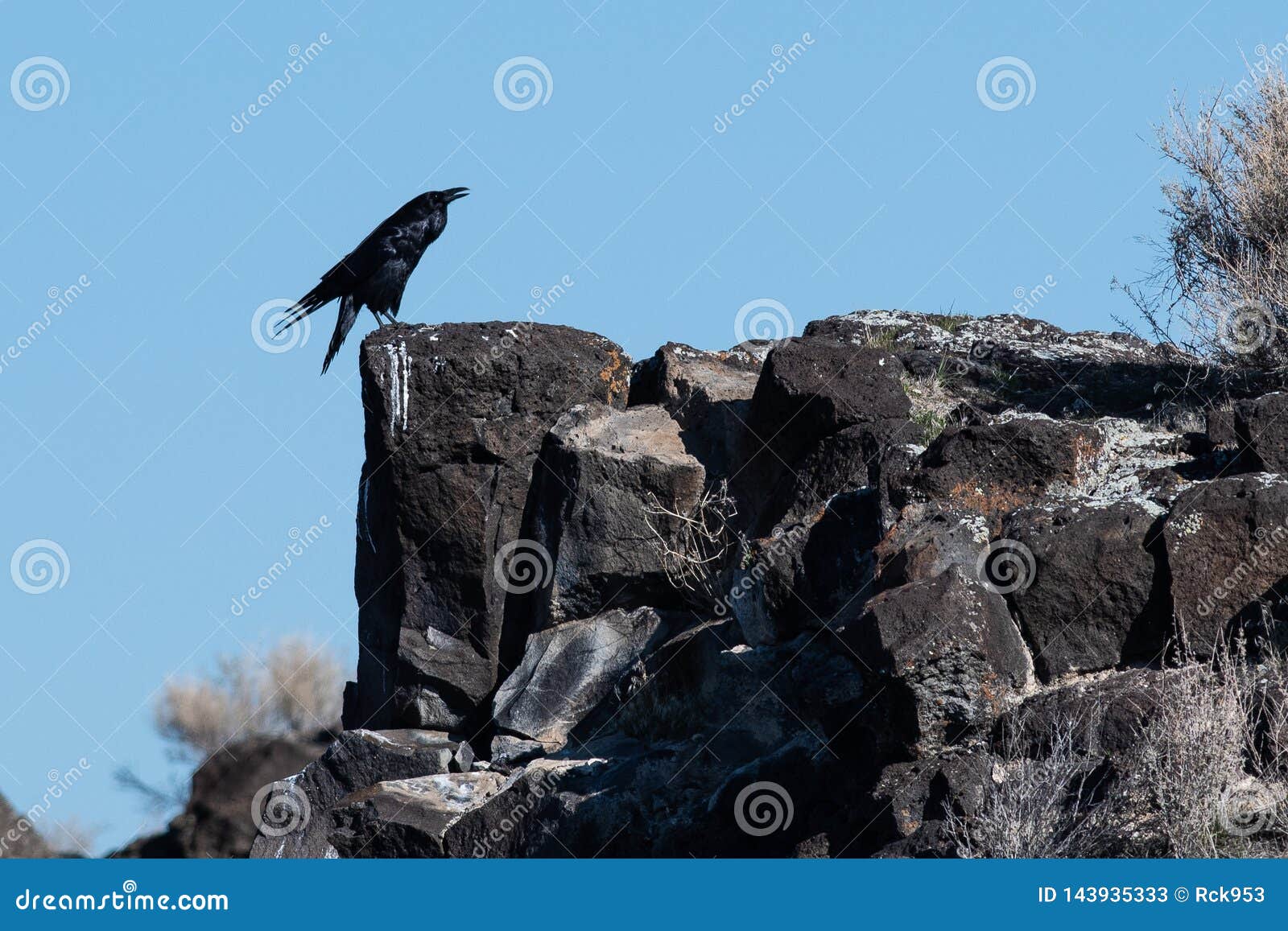Common Black Raven Resting on the Rocky Canyon Ledge Stock Image