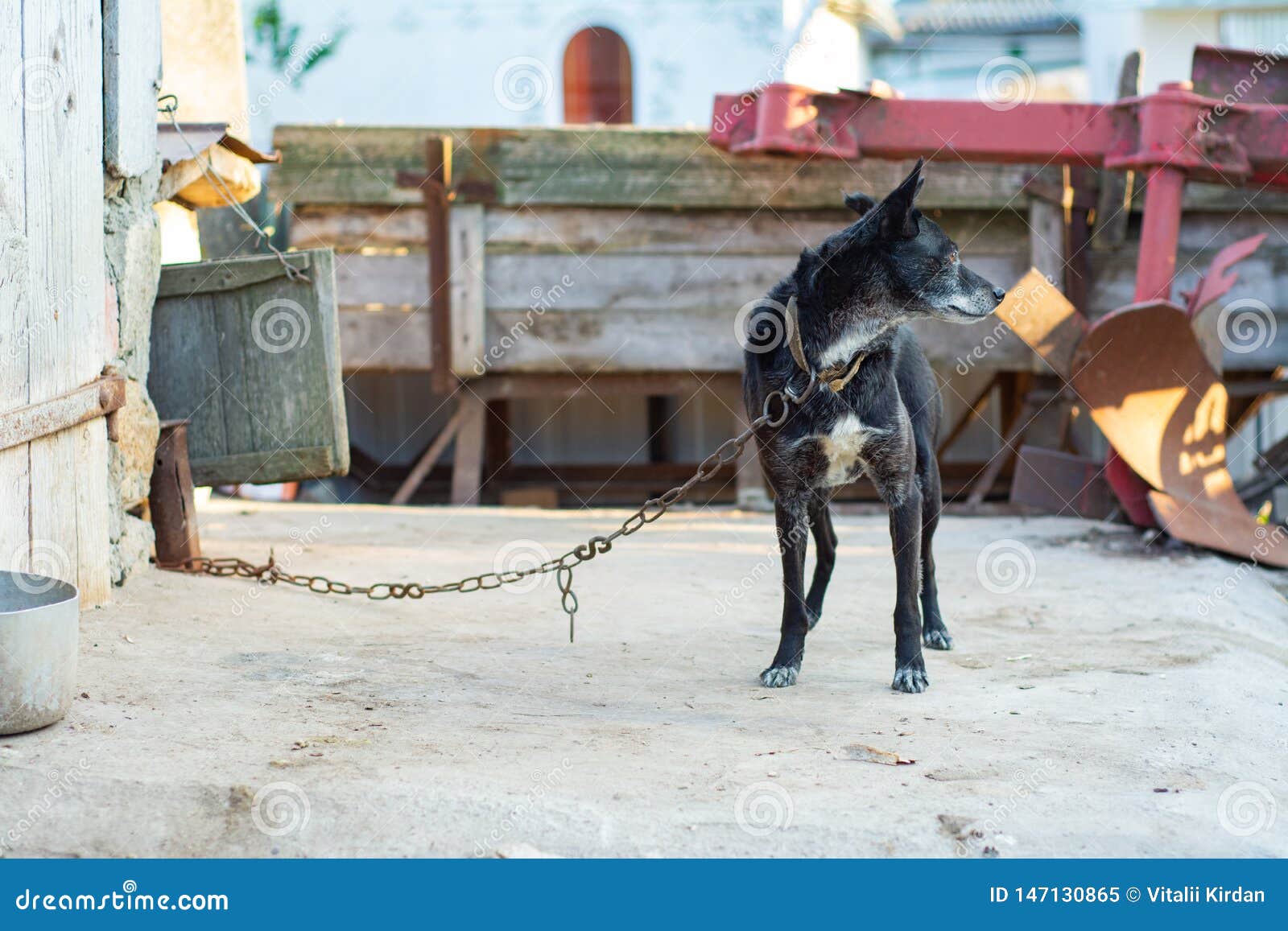 Common Black Yard Dog on a Leash. Stock Image Image of active, male