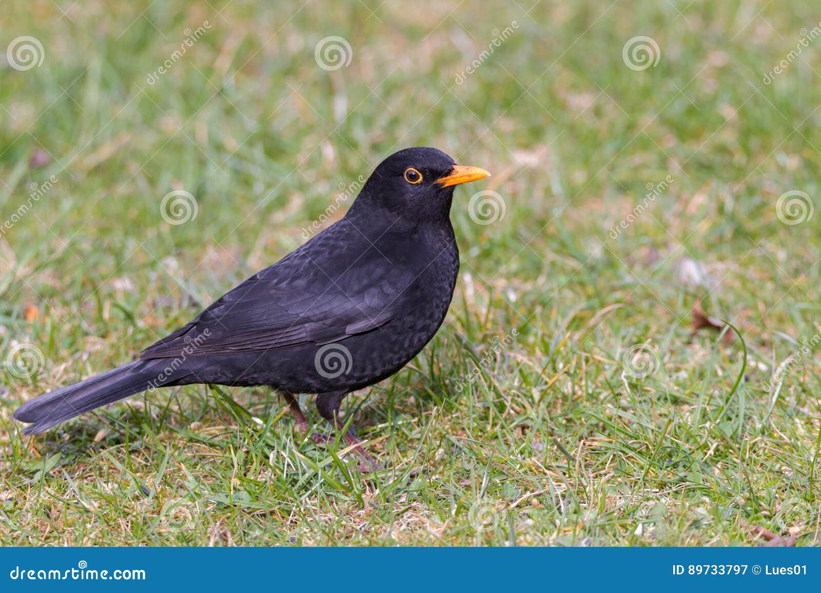 Common blackbird stock image. Image of merula, orange 89733797