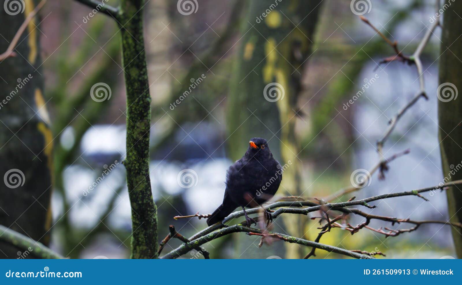 common blackbird pearched on a leafless tree branch