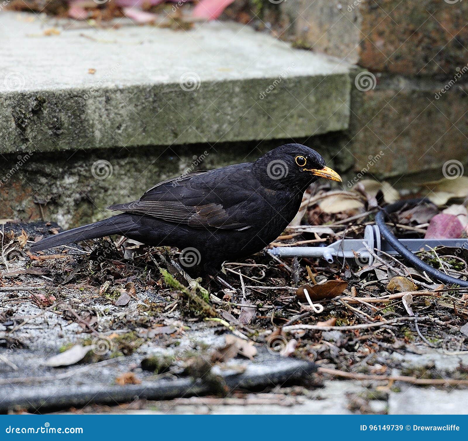 Common blackbird stock image. Image of chordata, garden 96149739