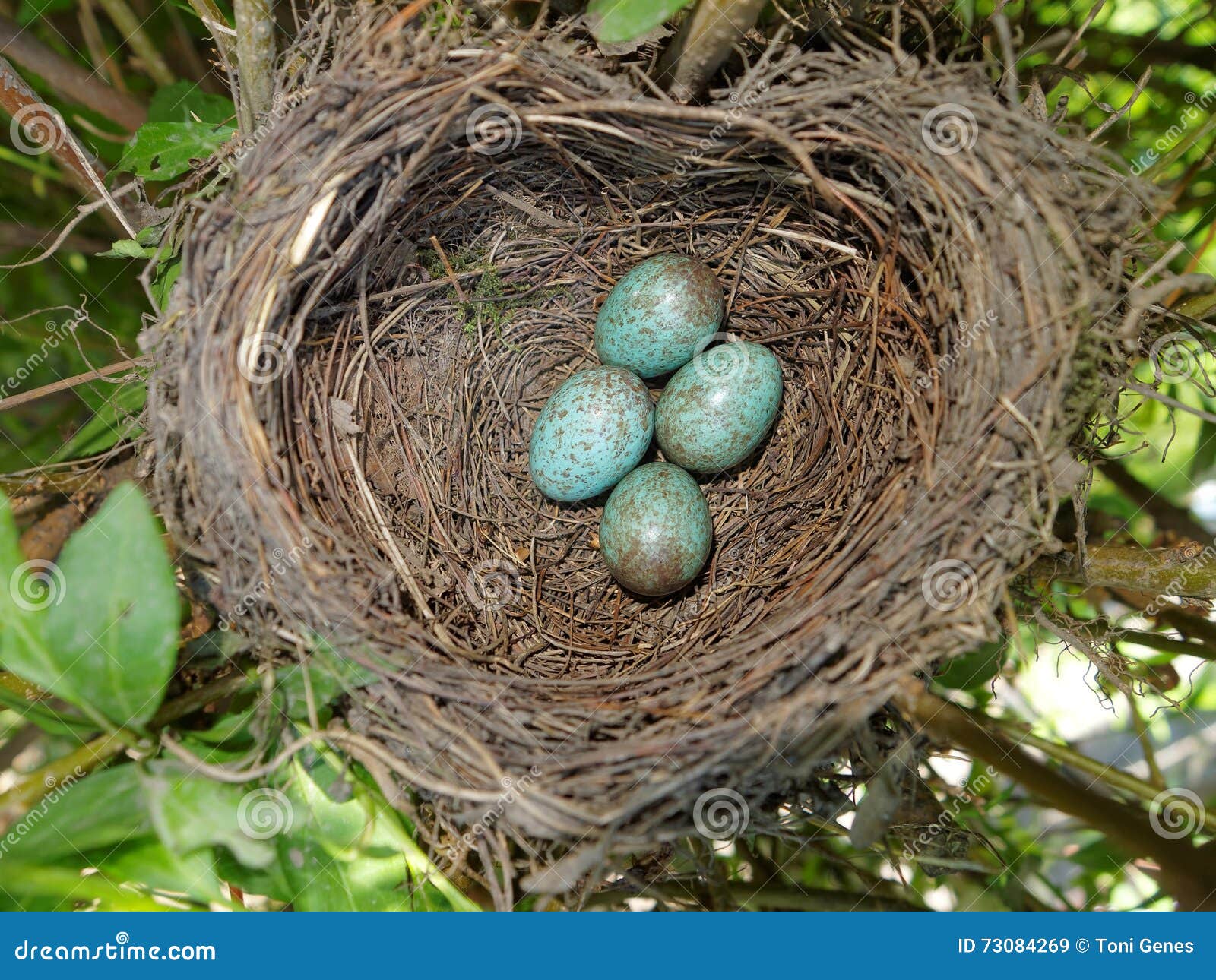 common blackbird (turdus merula) nest with 4 eggs
