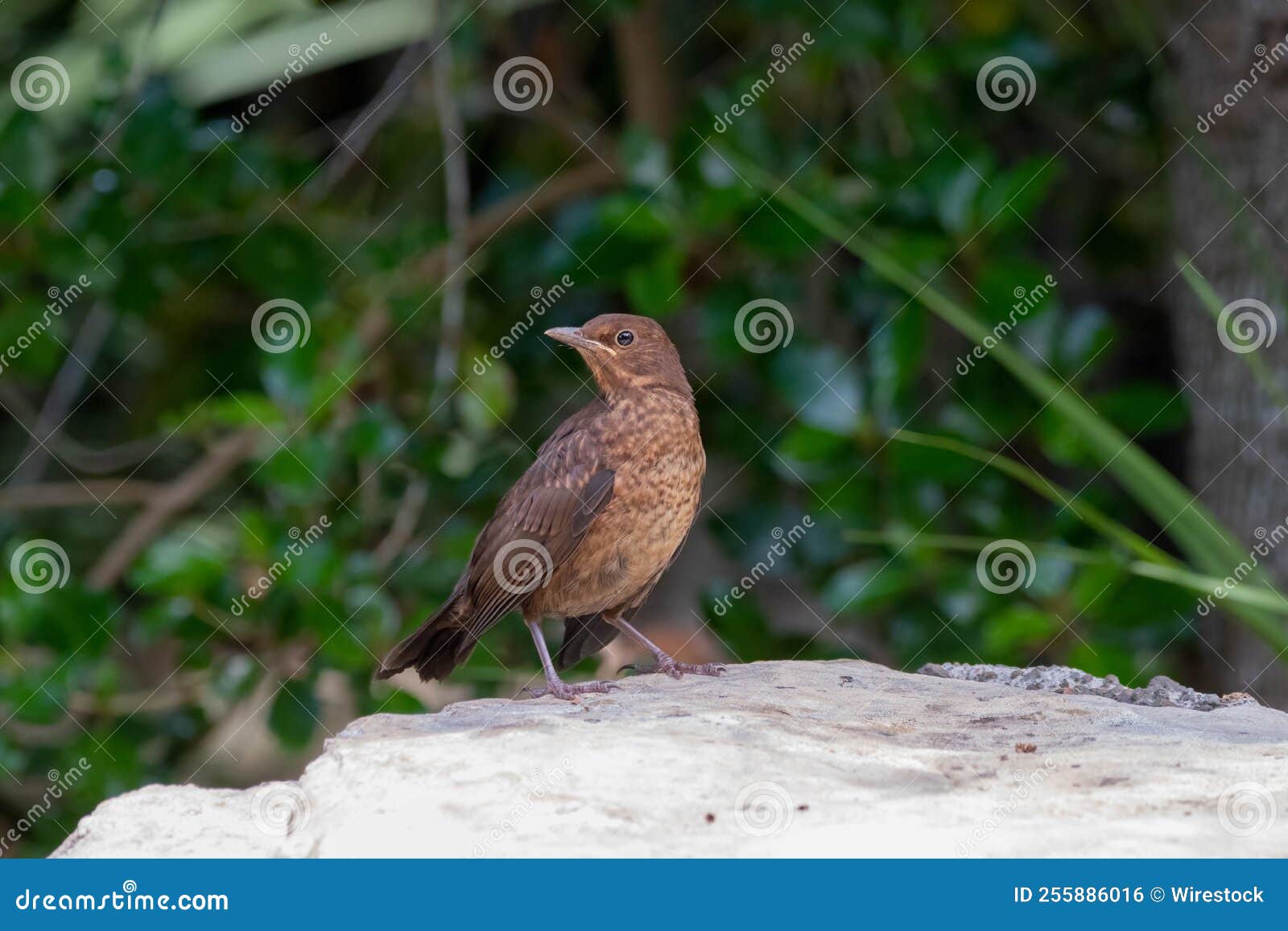 Common Blackbird (Turdus Merula) on a Stone Stock Photo Image of