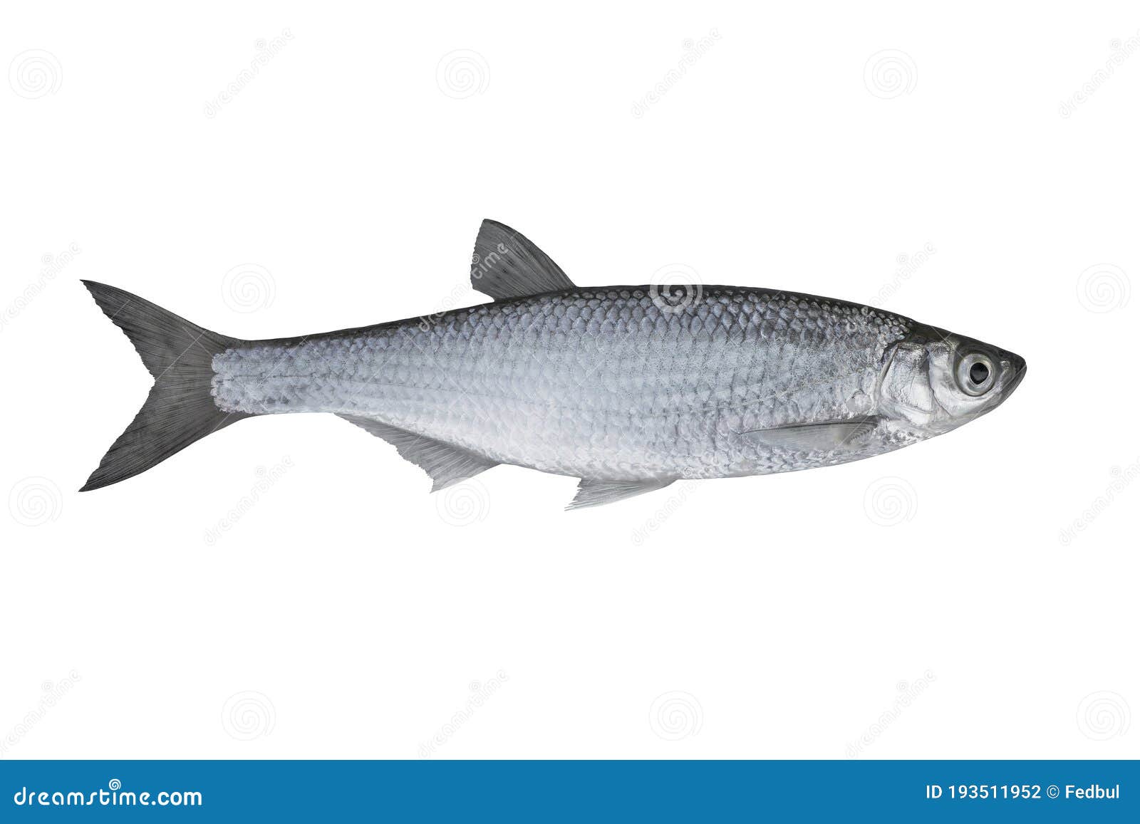 common bleak. alive ablet fish  on white background