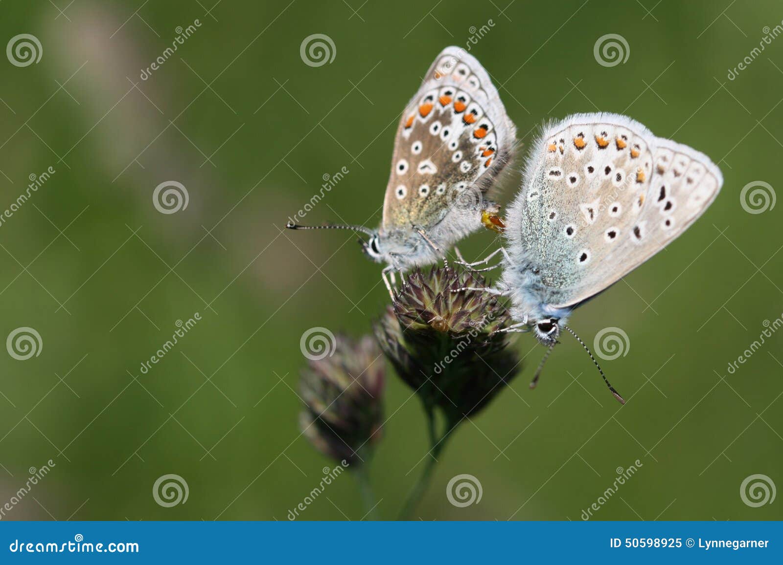 Common Blue Butterflies Mating Stock Image Image of english