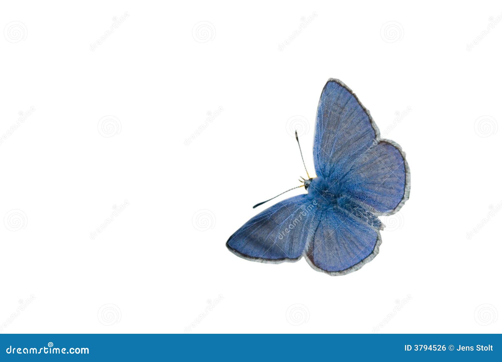 Common blue butterfly stock photo. Image of blue, icarus 3794526