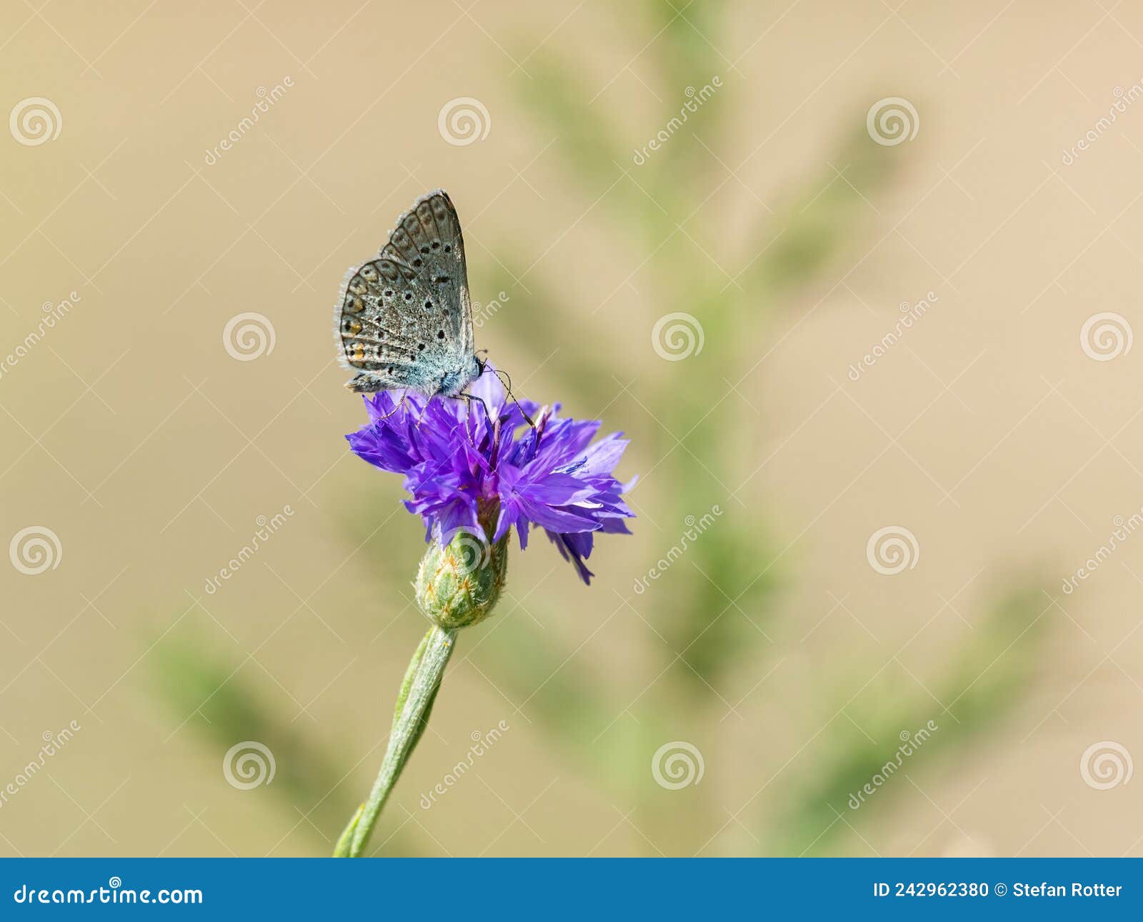 A Common Blue Butterfly Feeding on a Blue Cornflower Stock Photo