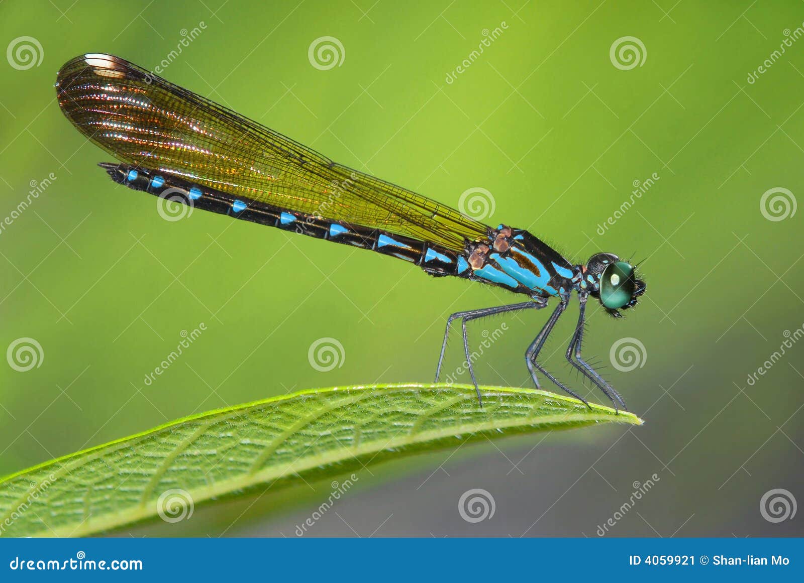 Common Blue Jewel(M) stock image. Image of common, burmeister - 4059921