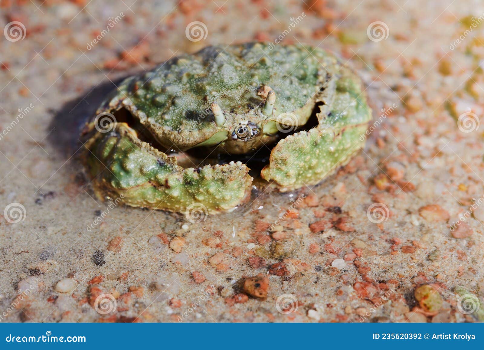 common box-crab calappa philargius, calappa calappa