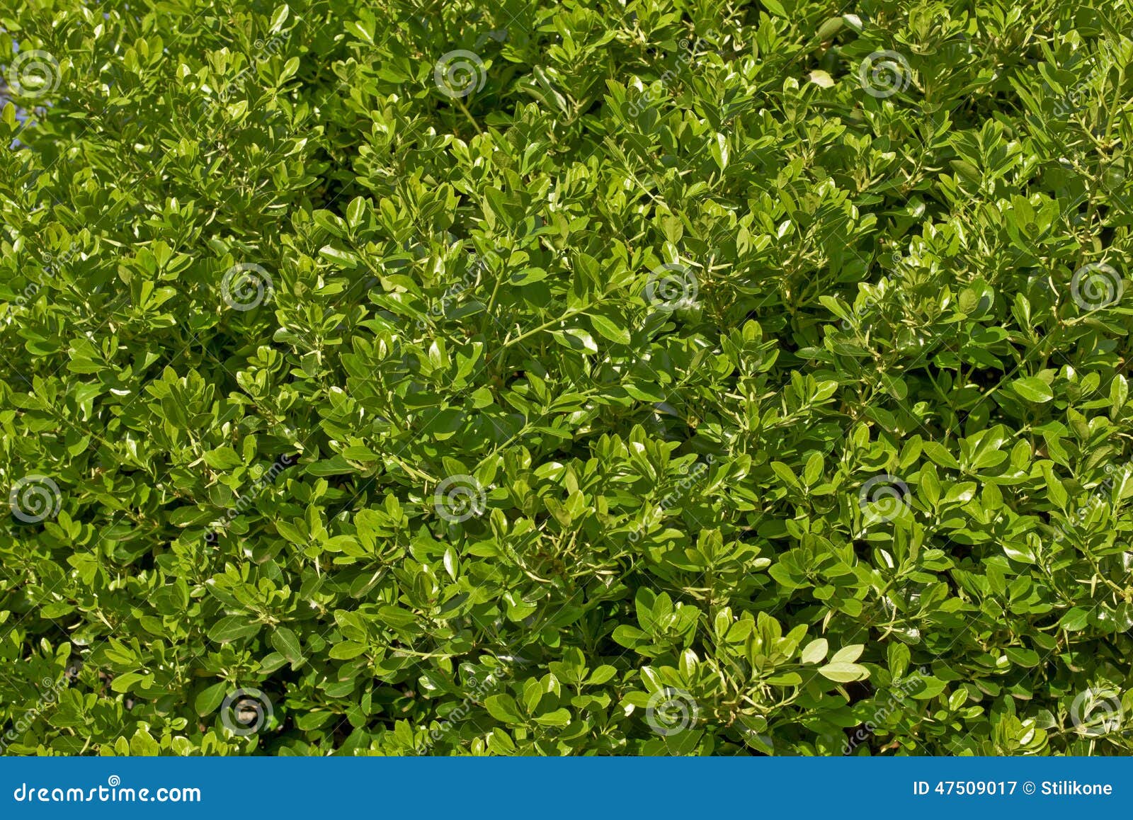 Common boxwood stock image. Image of textured, background 47509017