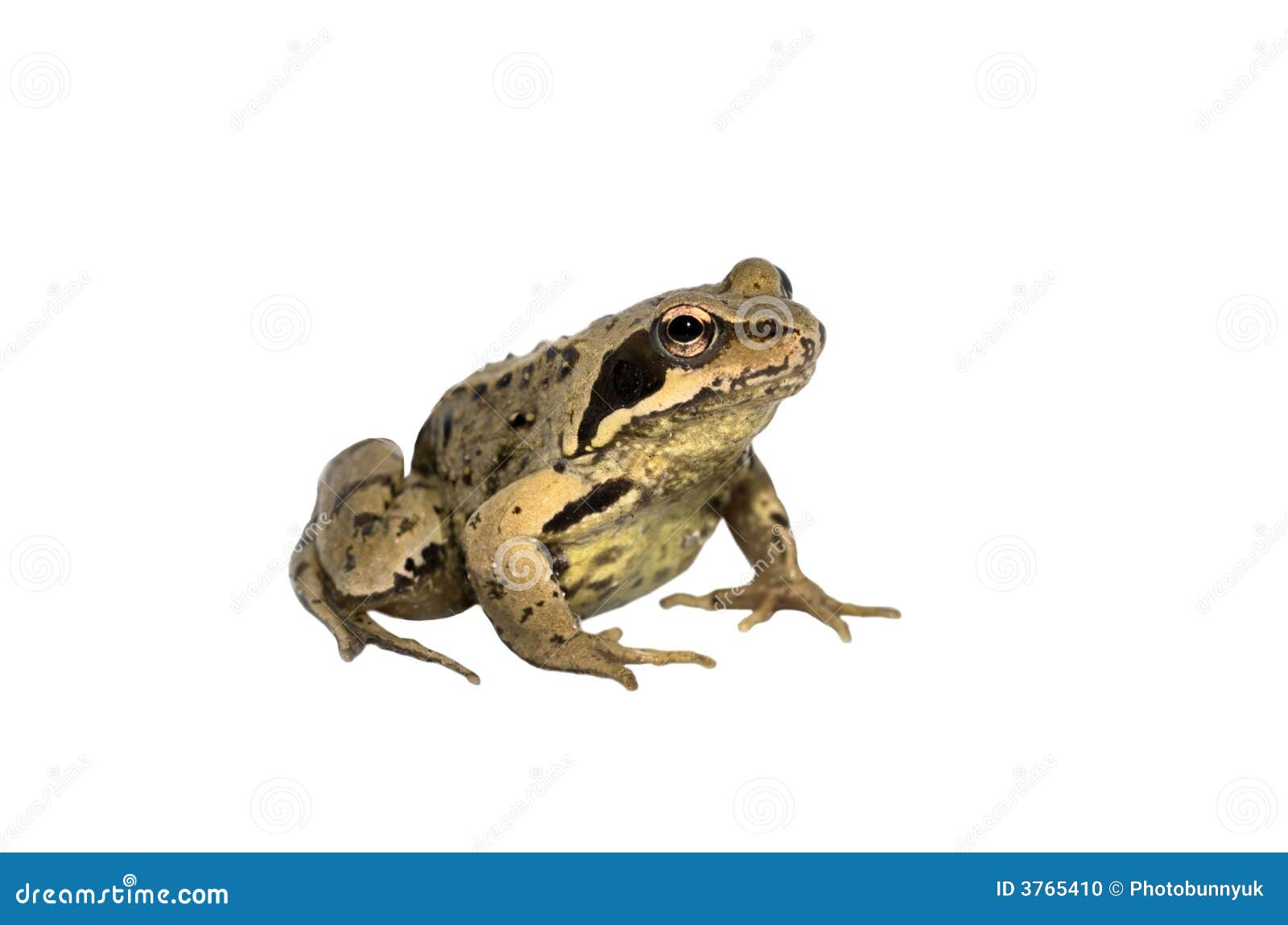 Common British Garden Toad stock photo. Image of cute 3765410
