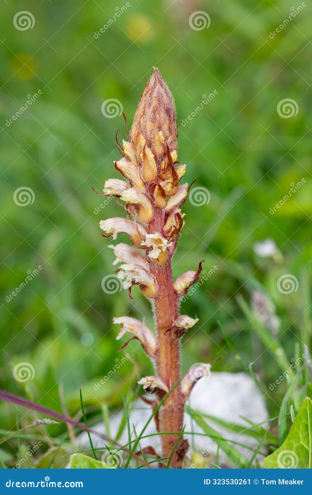 common broomrape (orobanche minor