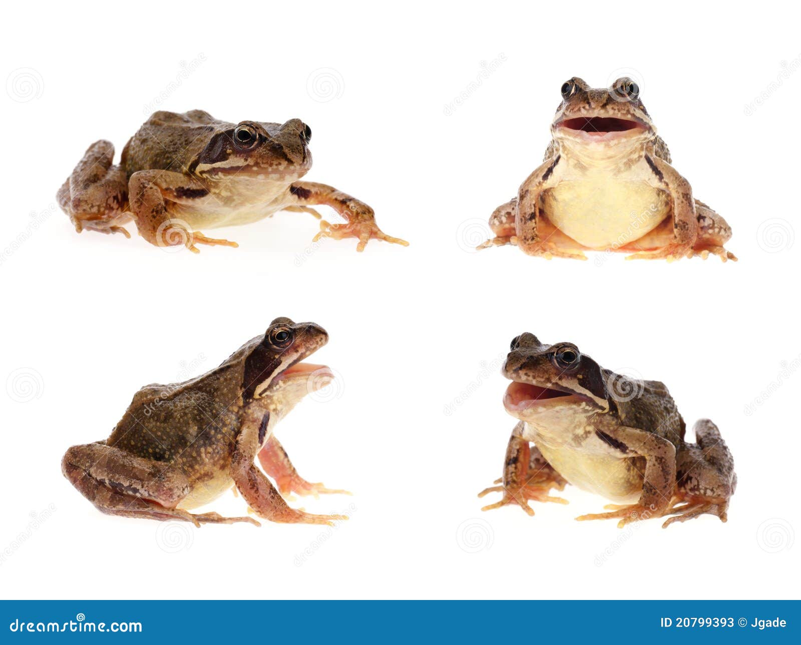 Common brown frog stock image. Image of open, head, funny 20799393