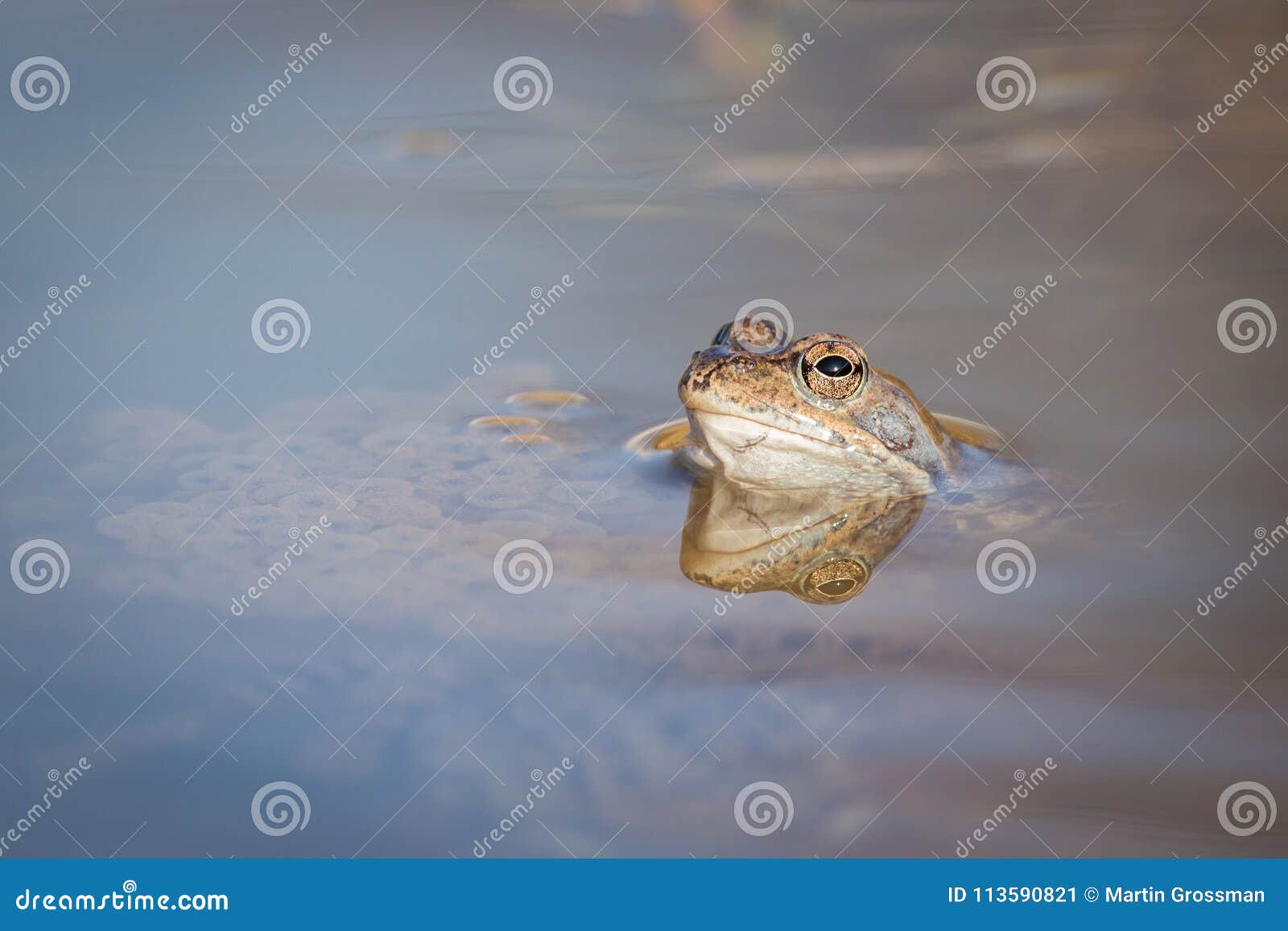 close up brown frog & x28;rana temporaria& x29;
