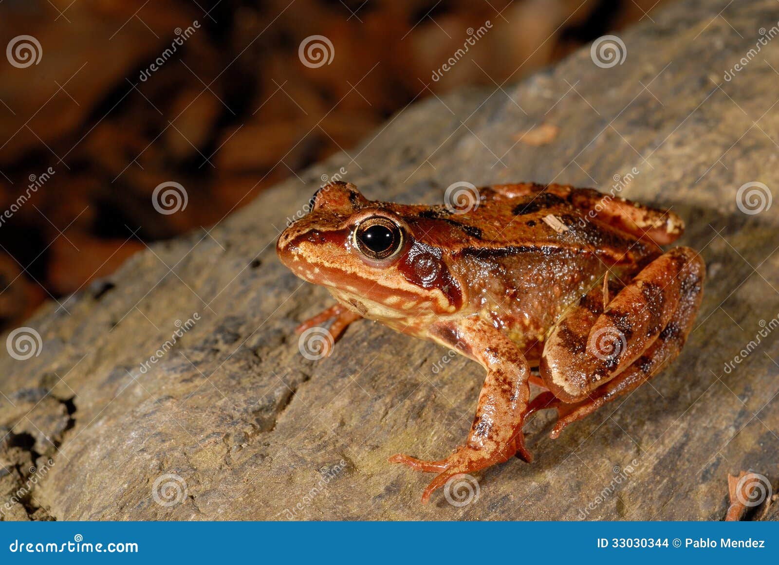 common brown frog rana temporaria in montseny, gerona, spain