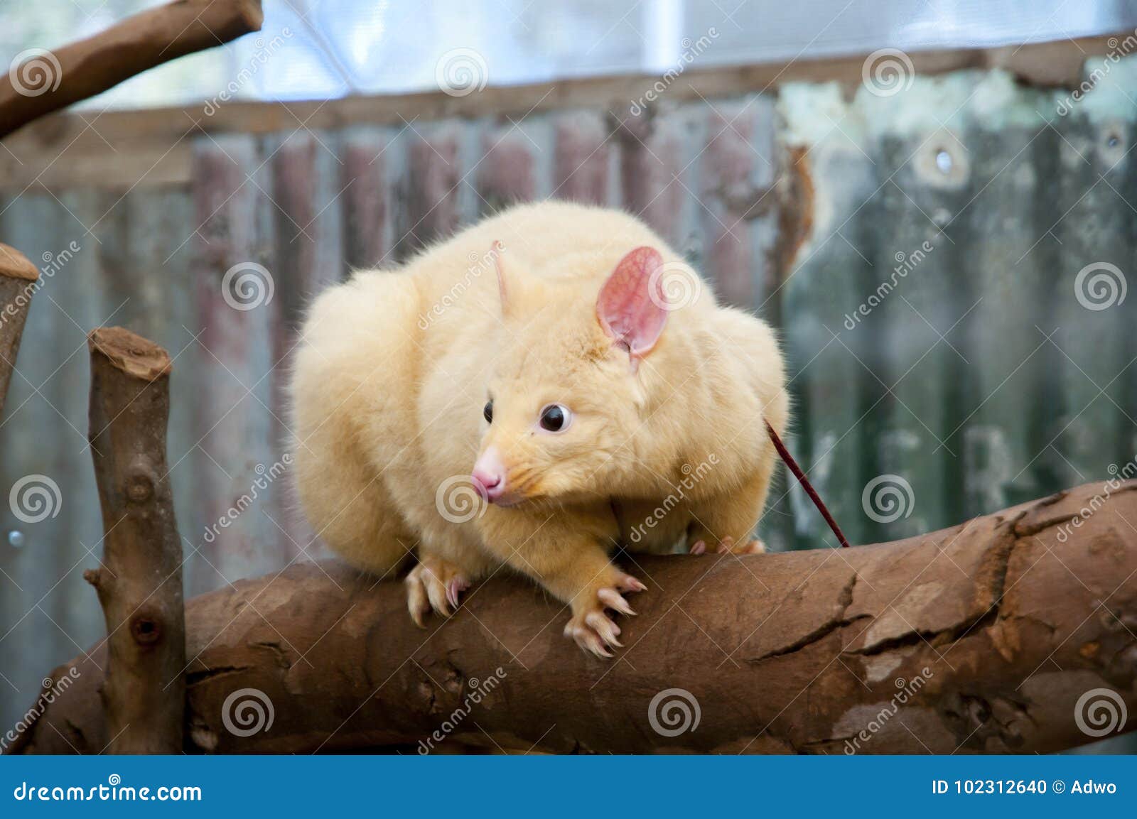 brushtail possum