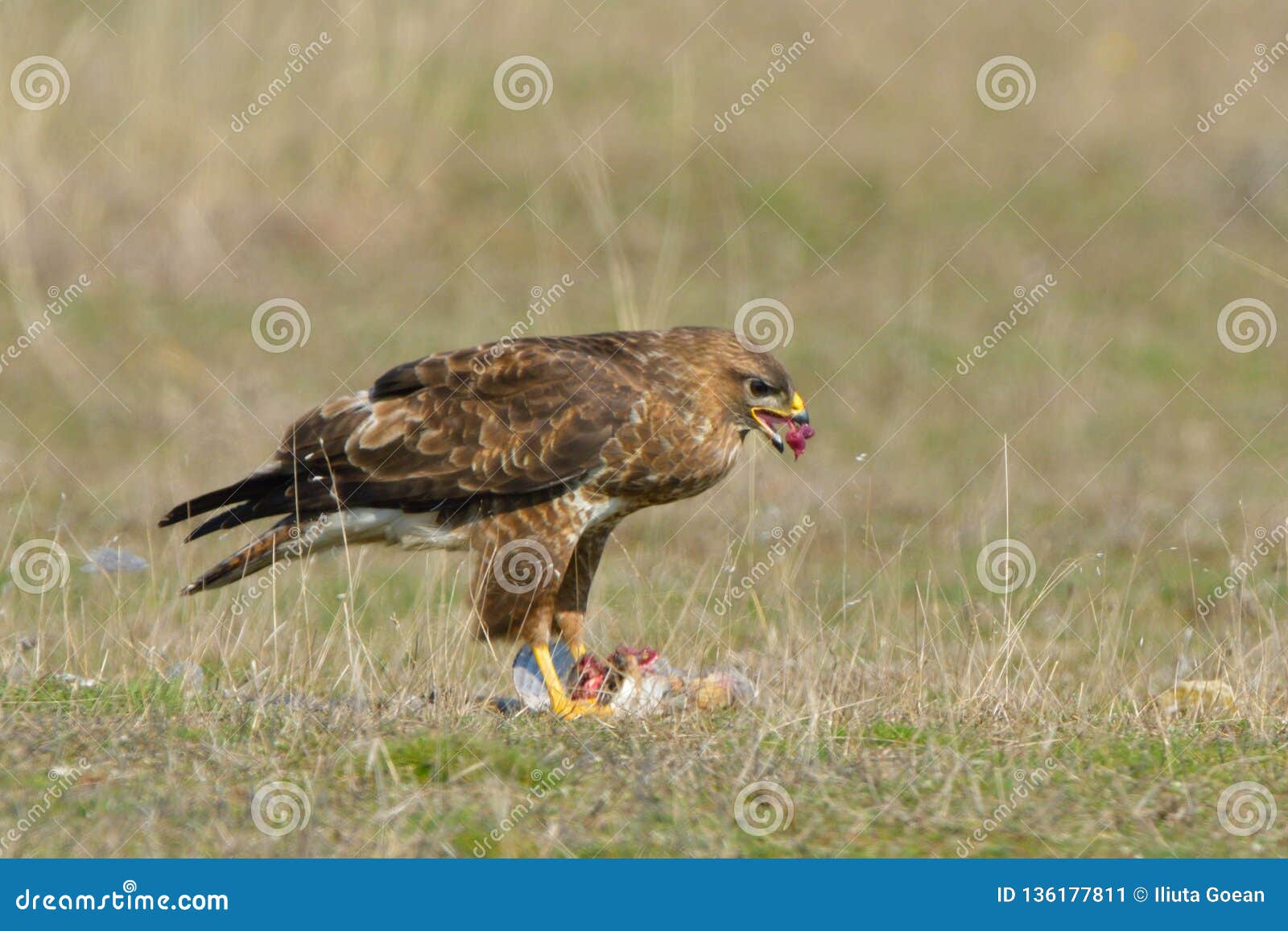Common Buzzard eating stock image. Image of raptor, brown 136177811