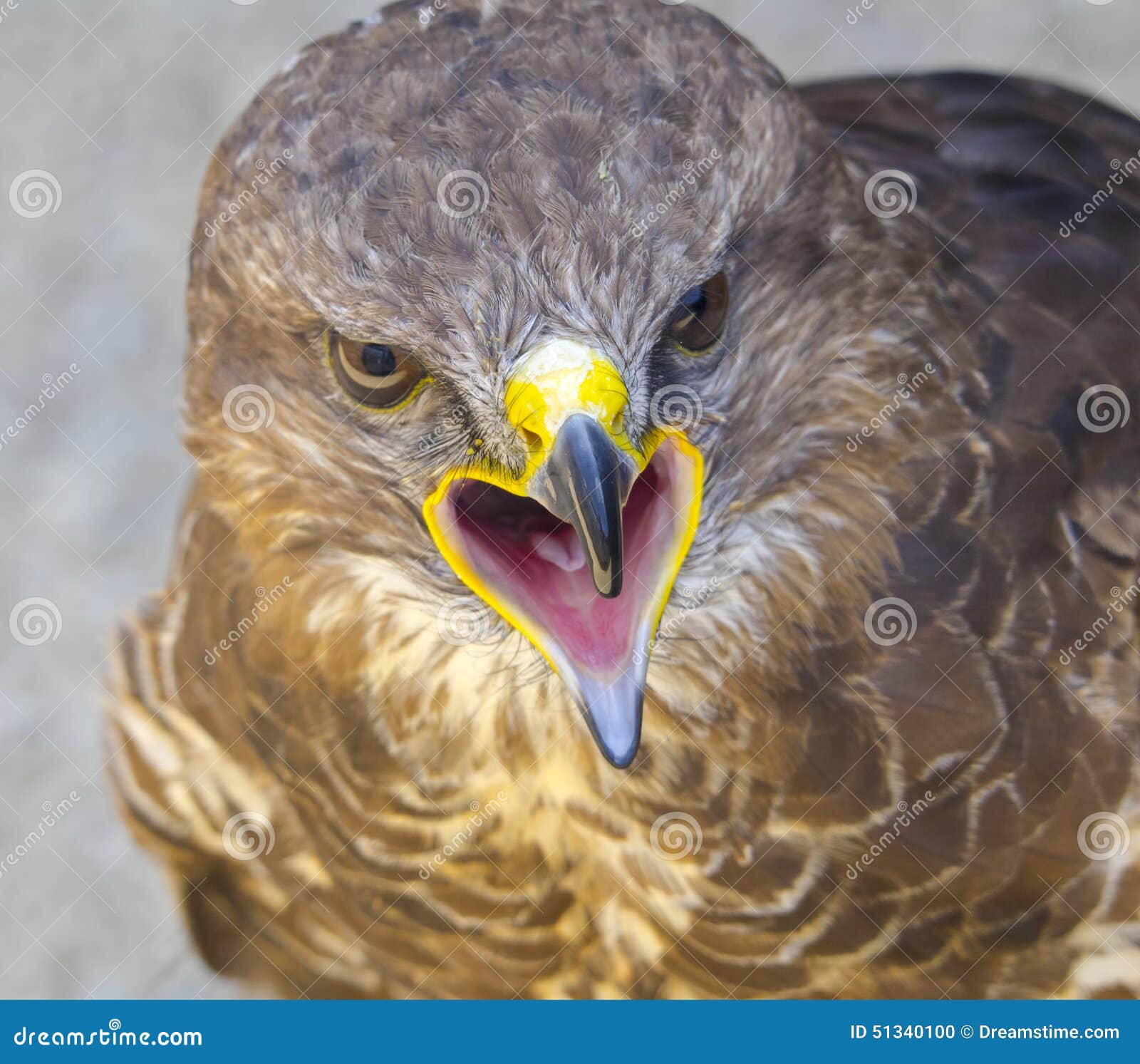 Common Buzzard stock photo. Image of dangerous, brown 51340100