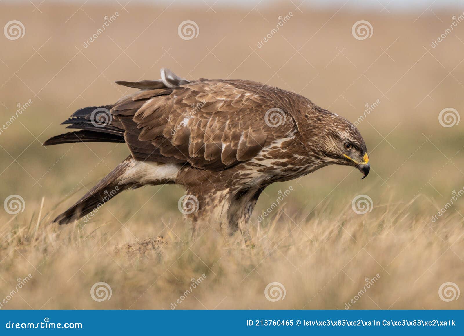 Common Buzzard Standing Alone Stock Image Image of catch, eagle