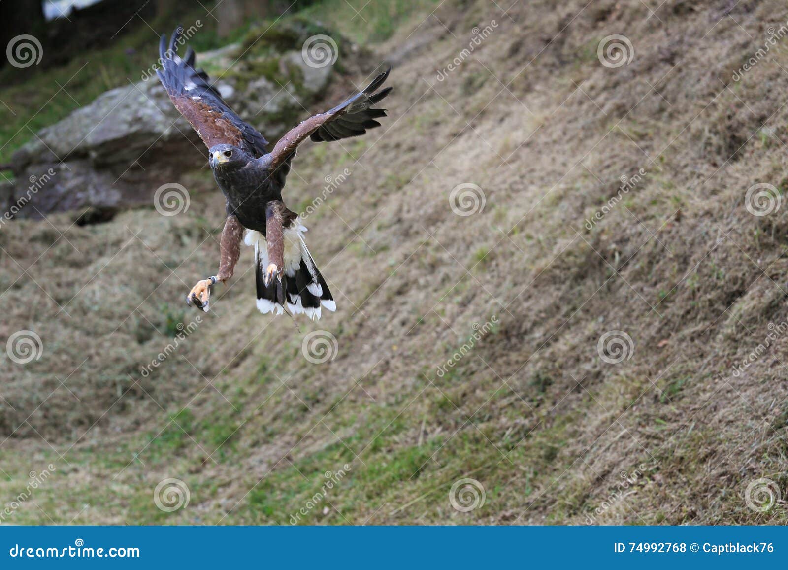common buzzard with wings open