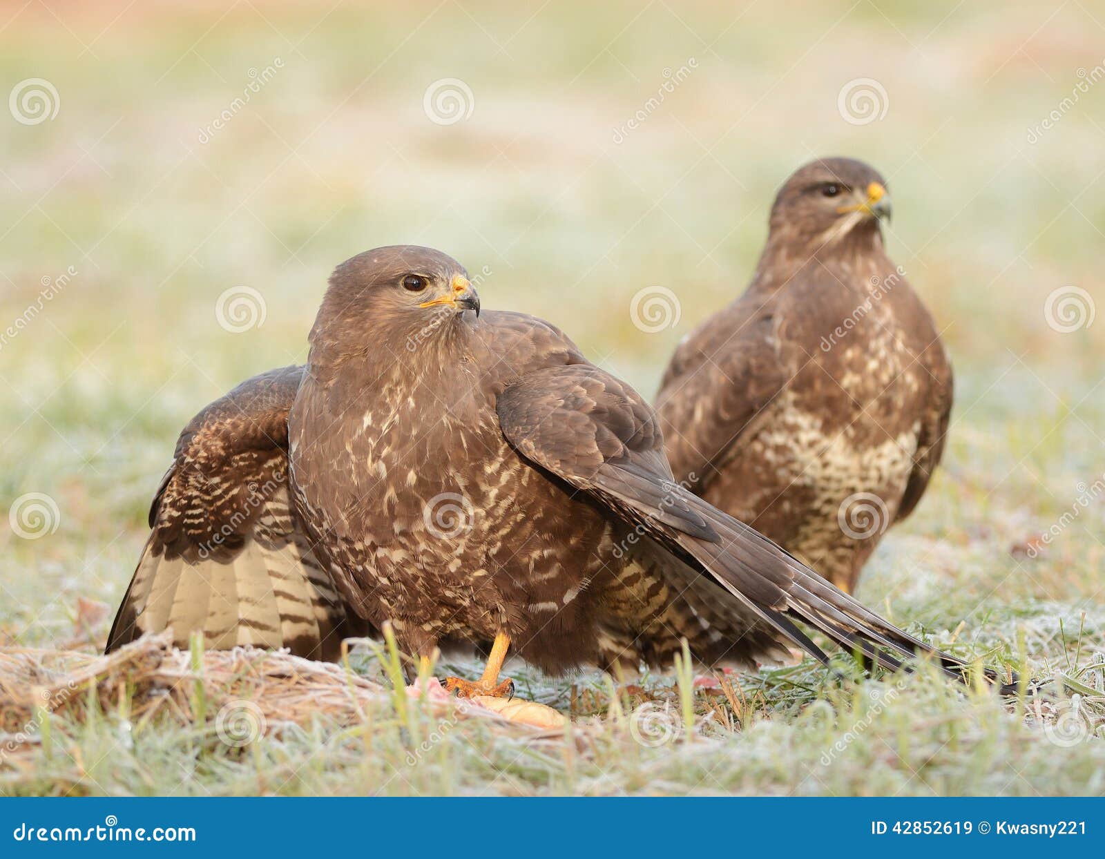 Common buzzards stock image. Image of outdoors, bird 42852619