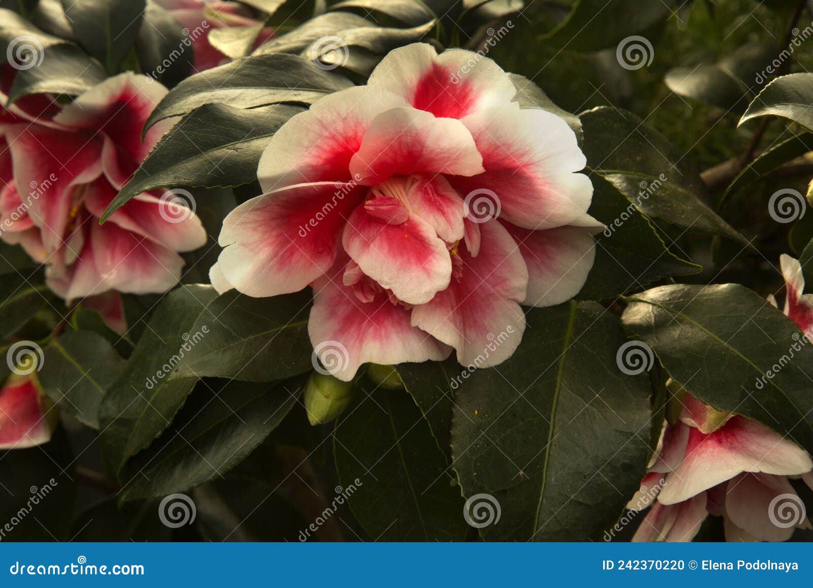 common camellia, japanese camellia. camellia japonica `toma aneka`.