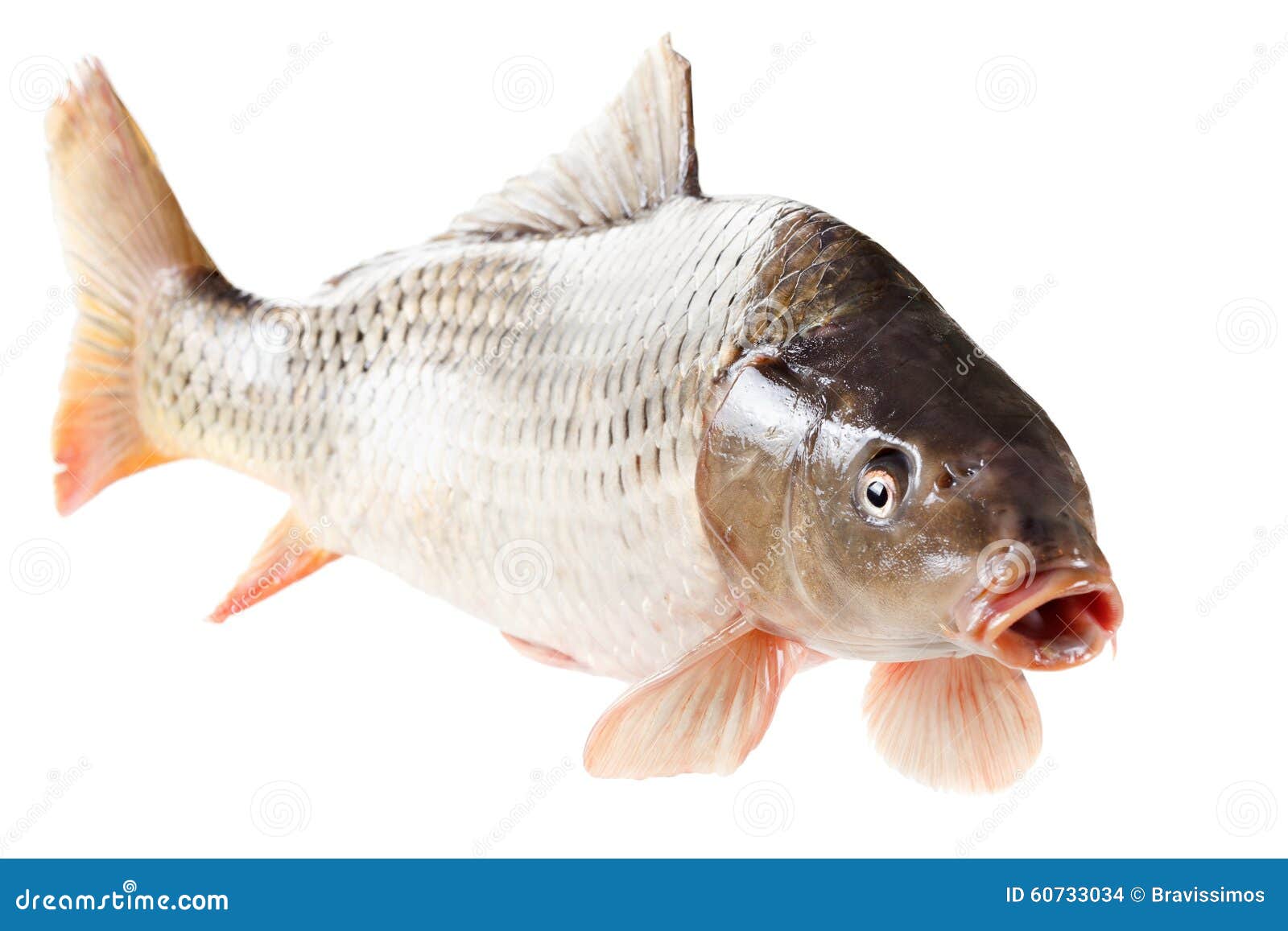 Common Carp Fish on White Background Stock Photo - Image of
