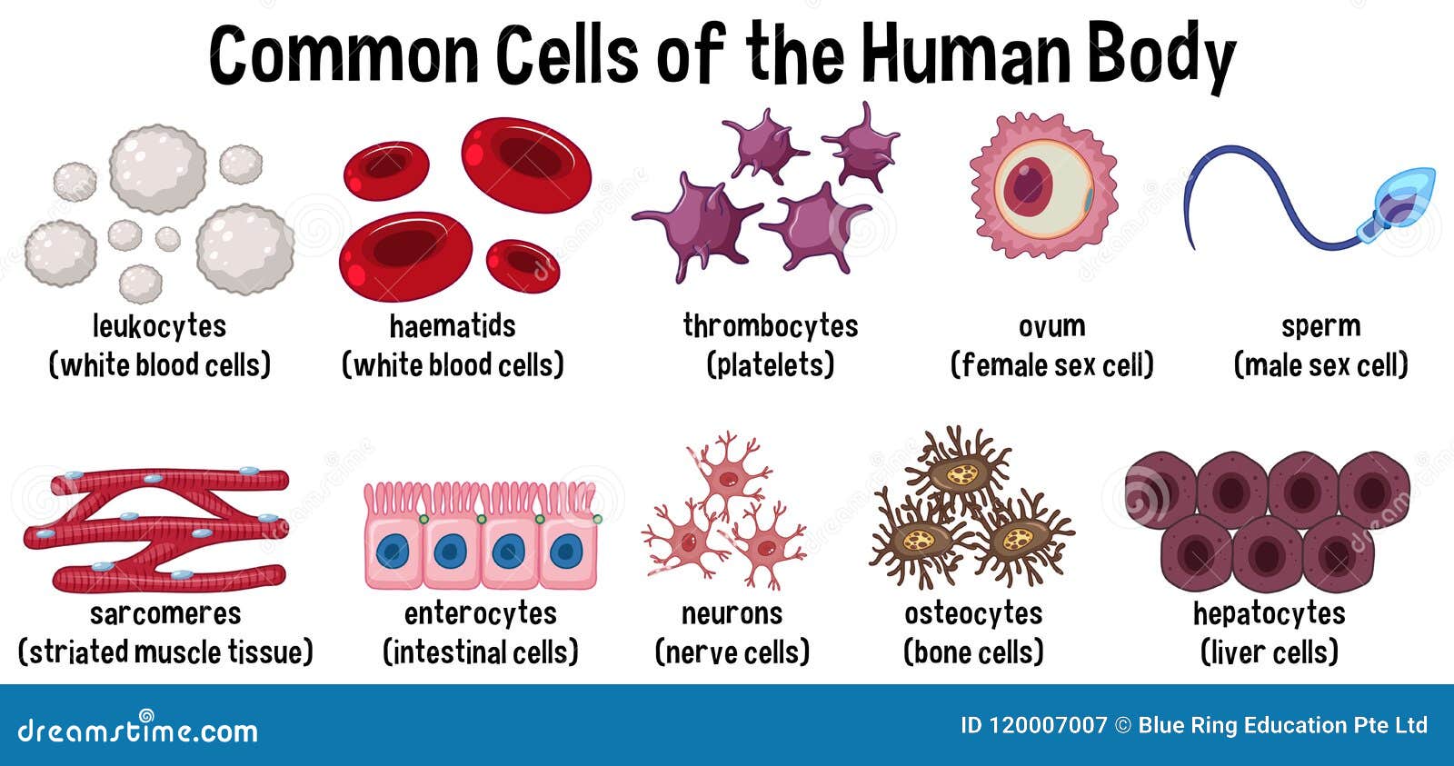Common Cells Of The Human Body Stock Vector Illustration Of Bone
