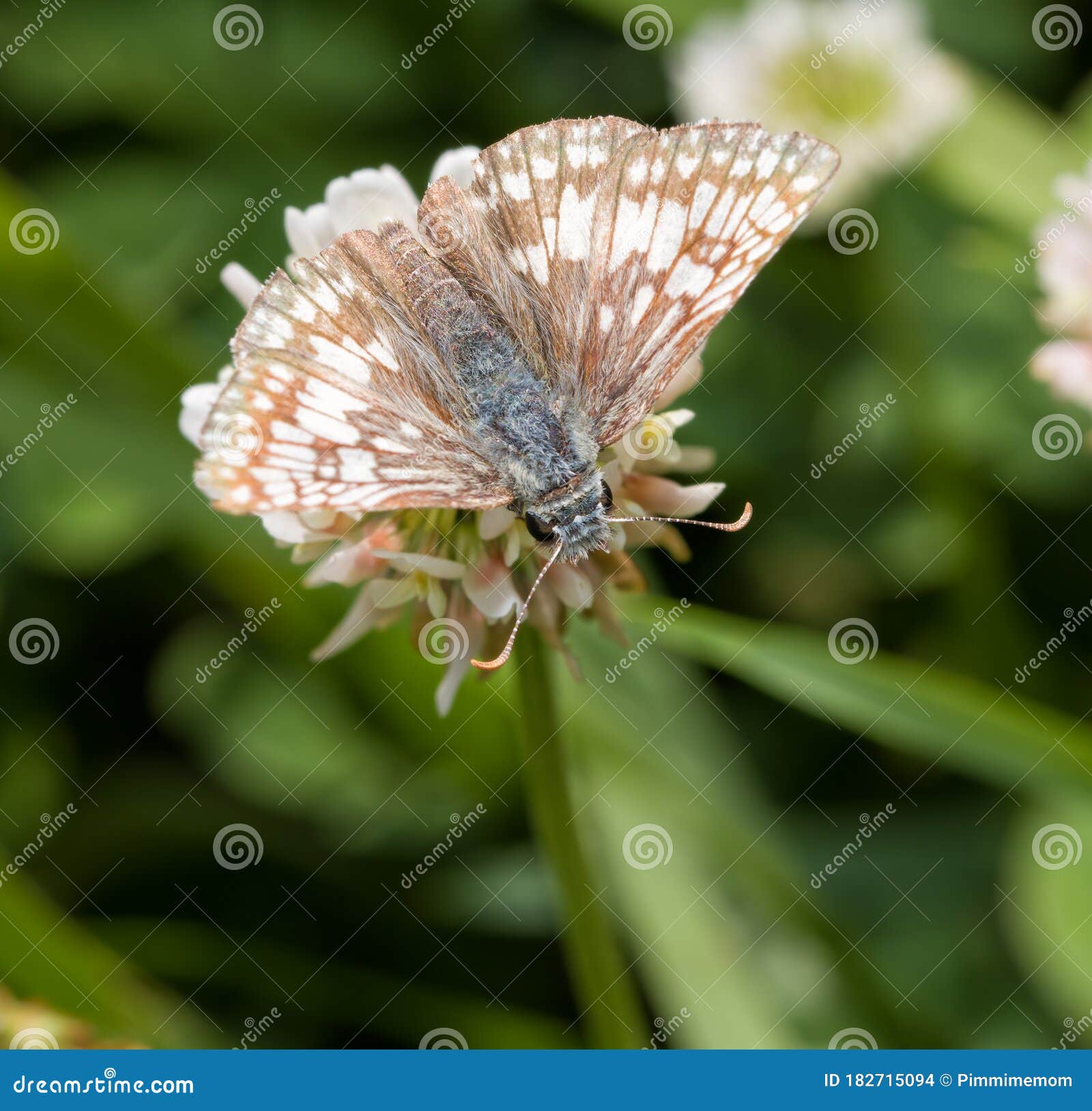 Common Checkered Skipper Butterfly Feeding on a White Clover Stock