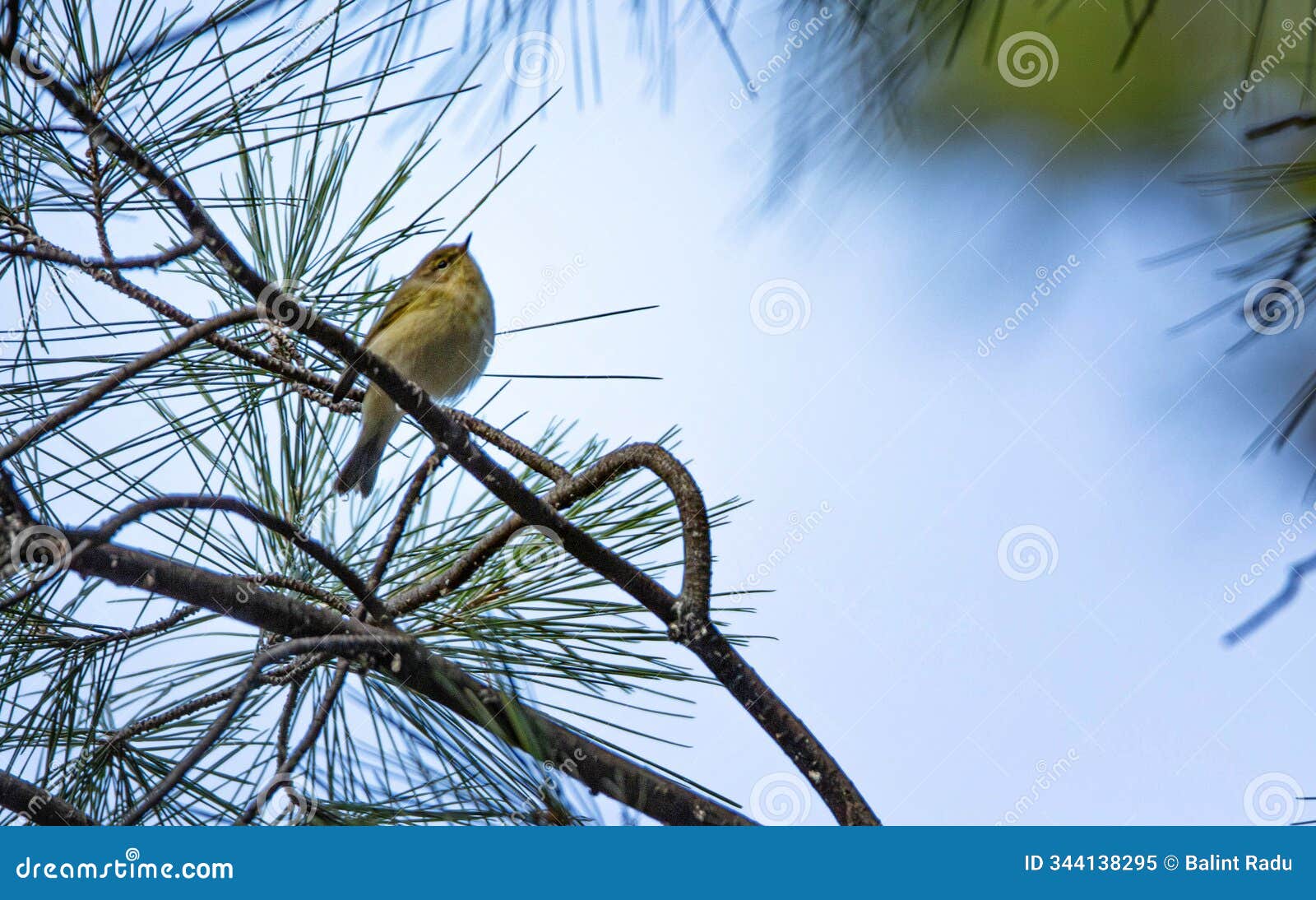 the common chiffchaff, (phylloscopus collybita) sitting on a branch