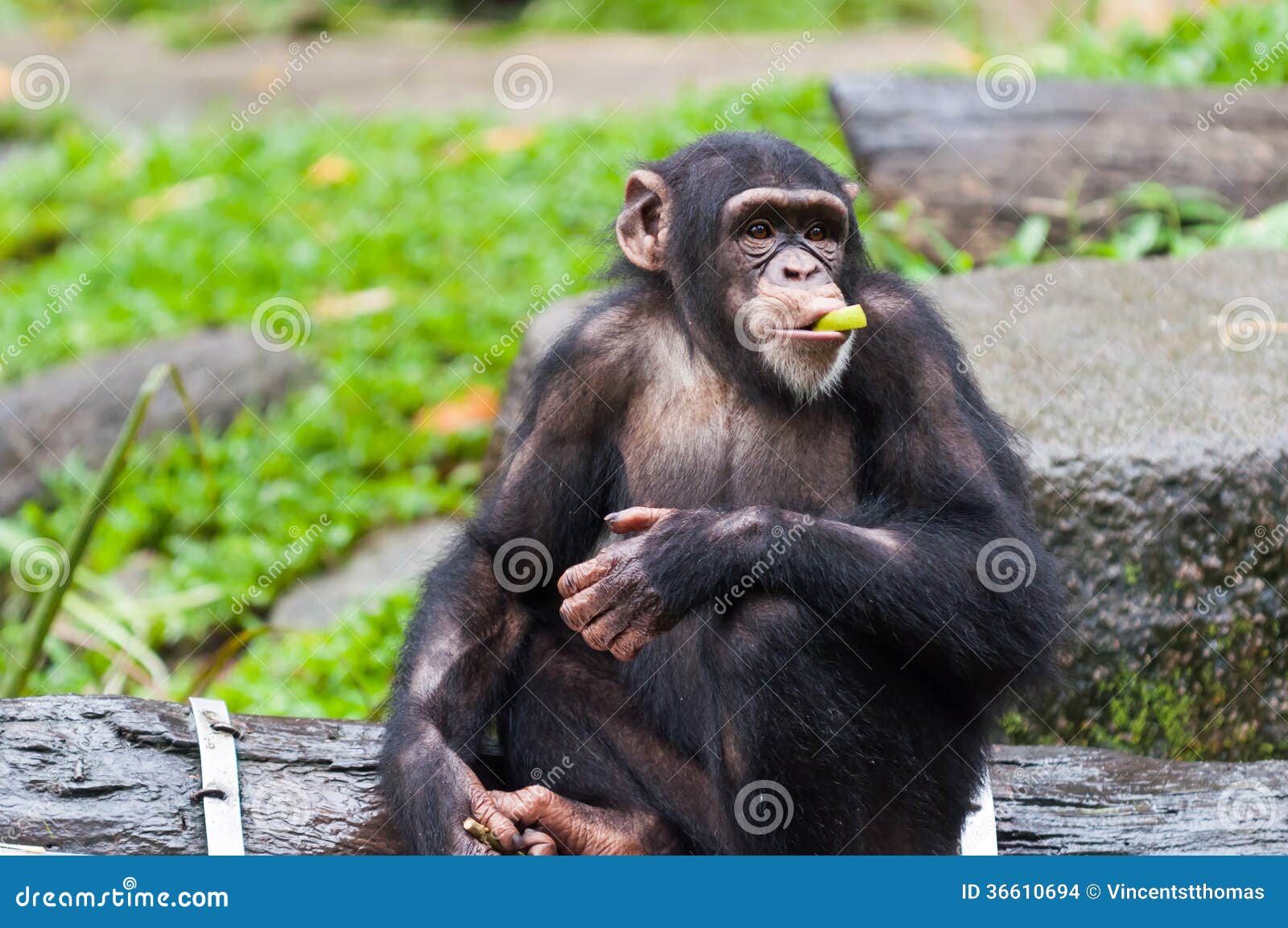 Common Chimpanzee stock photo. Image of animals, eating - 36610694