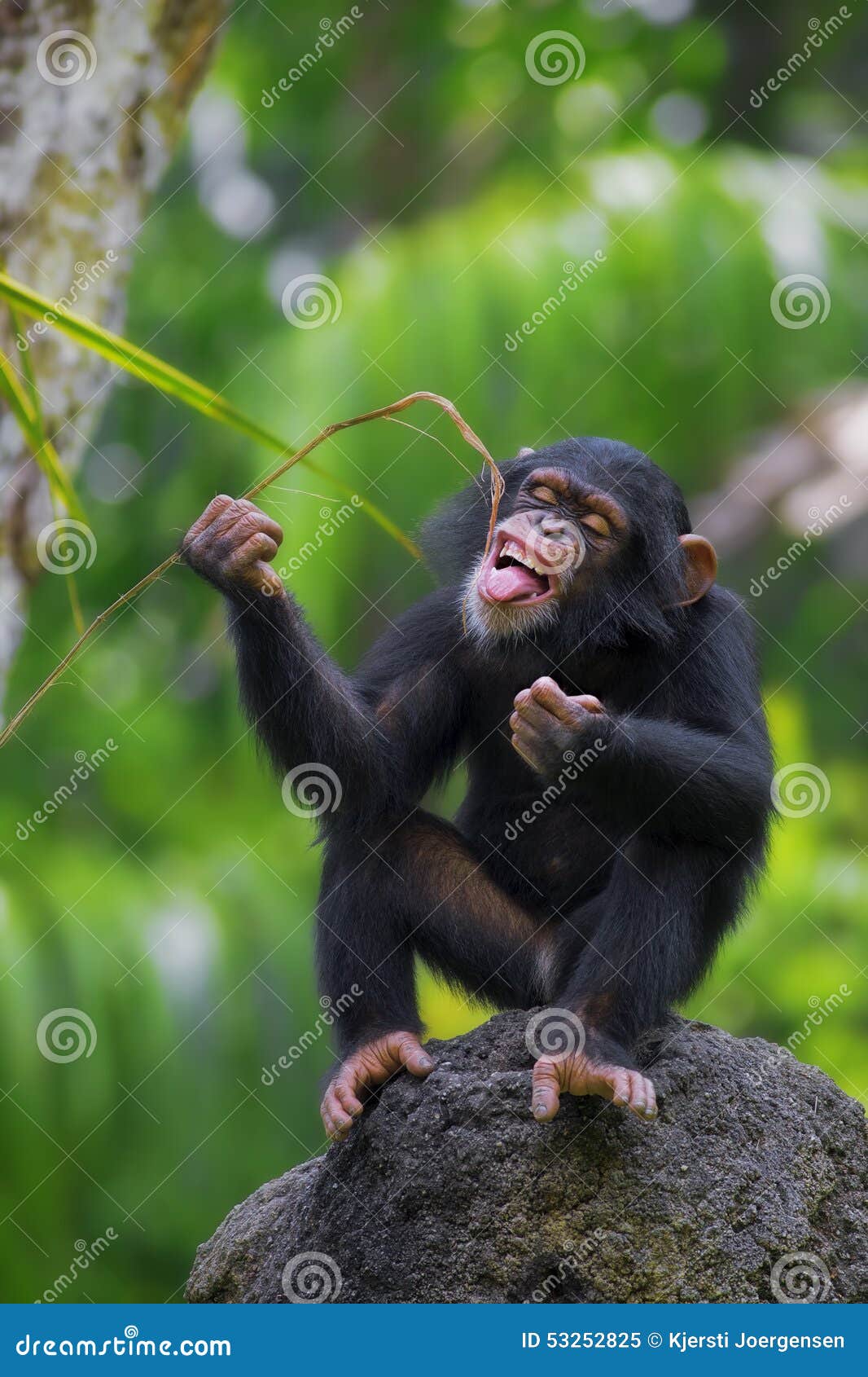 Common Chimpanzee stock image. Image of creature, african 53252825