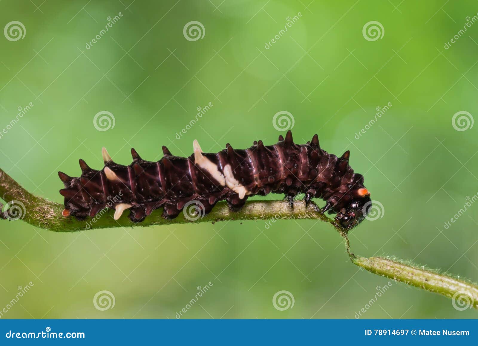 caterpillar doubleday