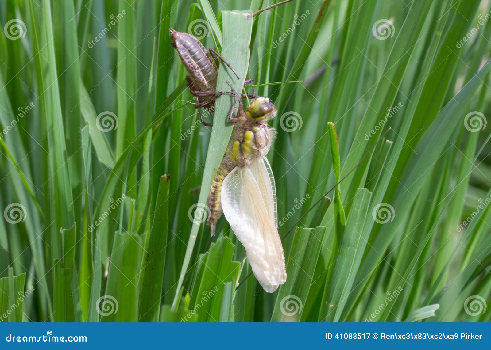 clubtail dragonfly larvae clubtail dragonfly larvae