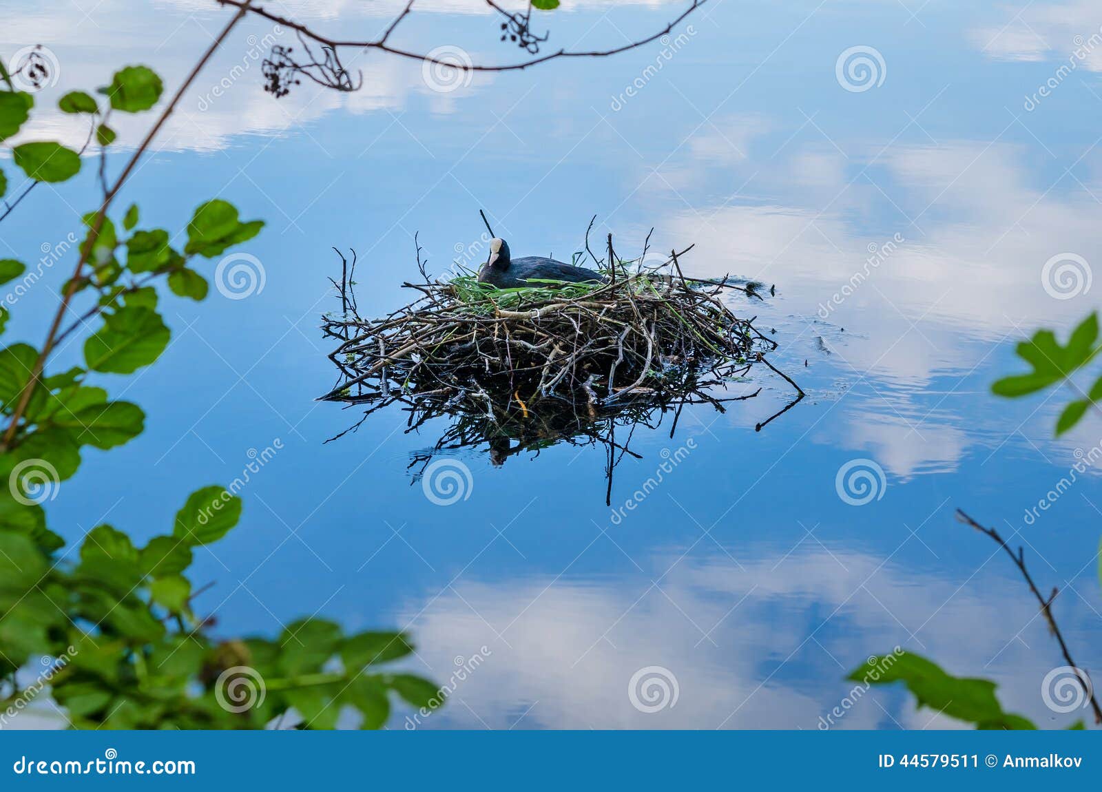 Common Coot Bird Nest on Water Fulica Atra Stock Image Image of blue