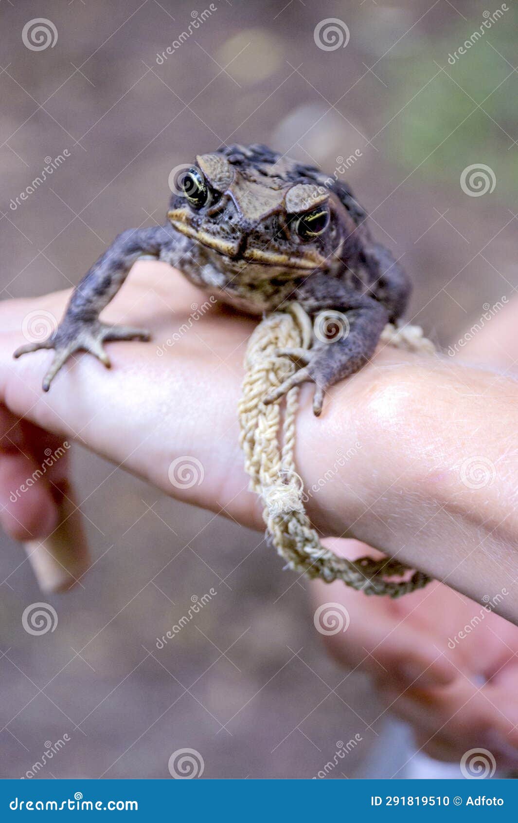 Common Coqui Eleutherodactylus Coqui Frog Stock Photo Image of