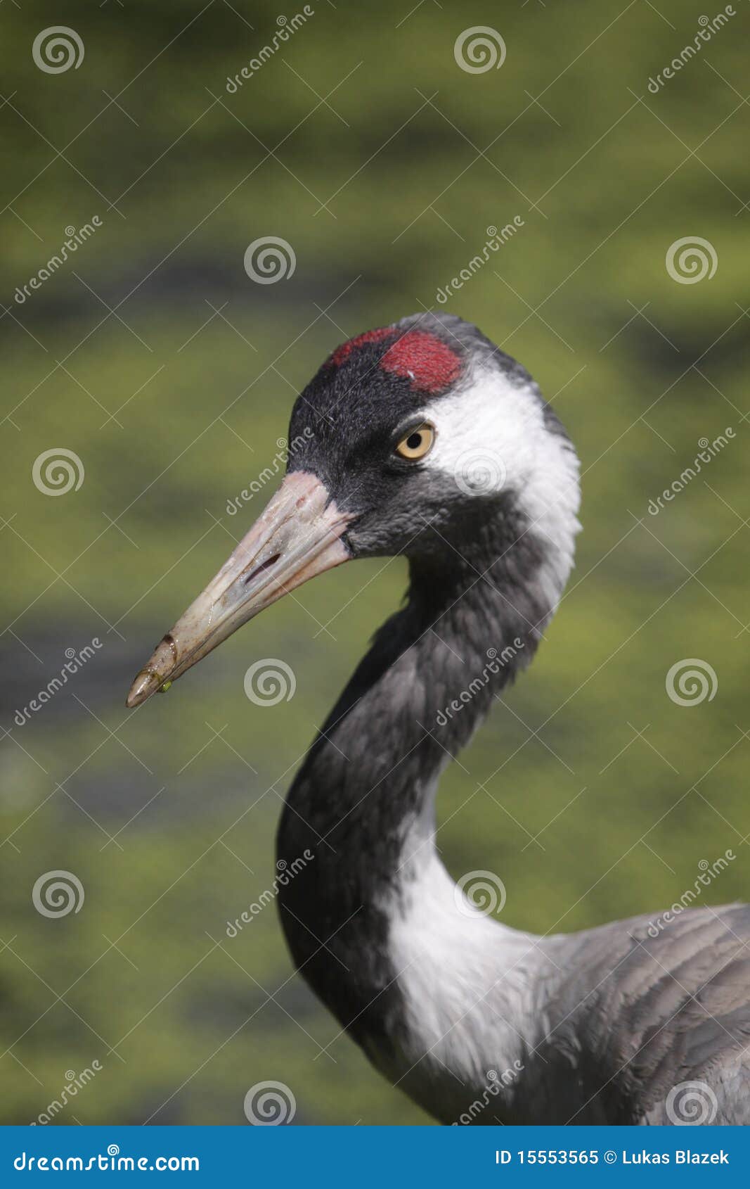 Common crane stock image. Image of adult, detail, nature 15553565