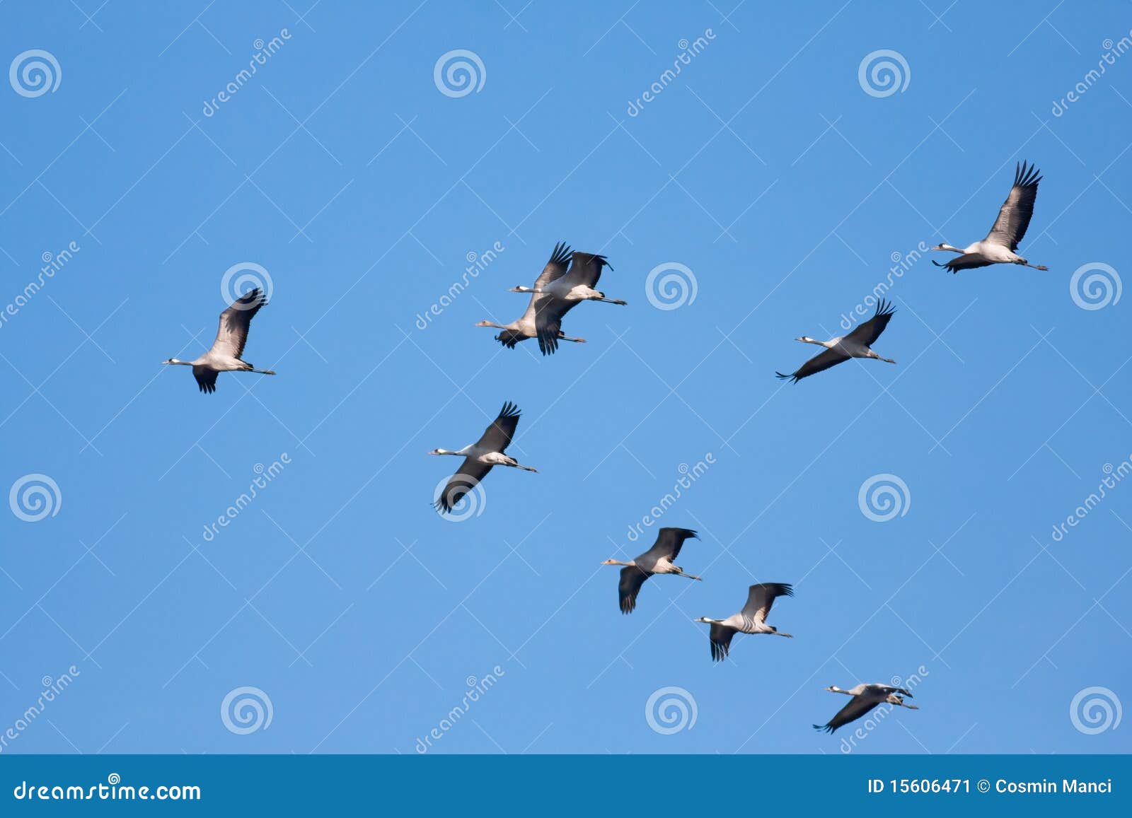 Common Crane stock image. Image of crane, bird, animal 15606471