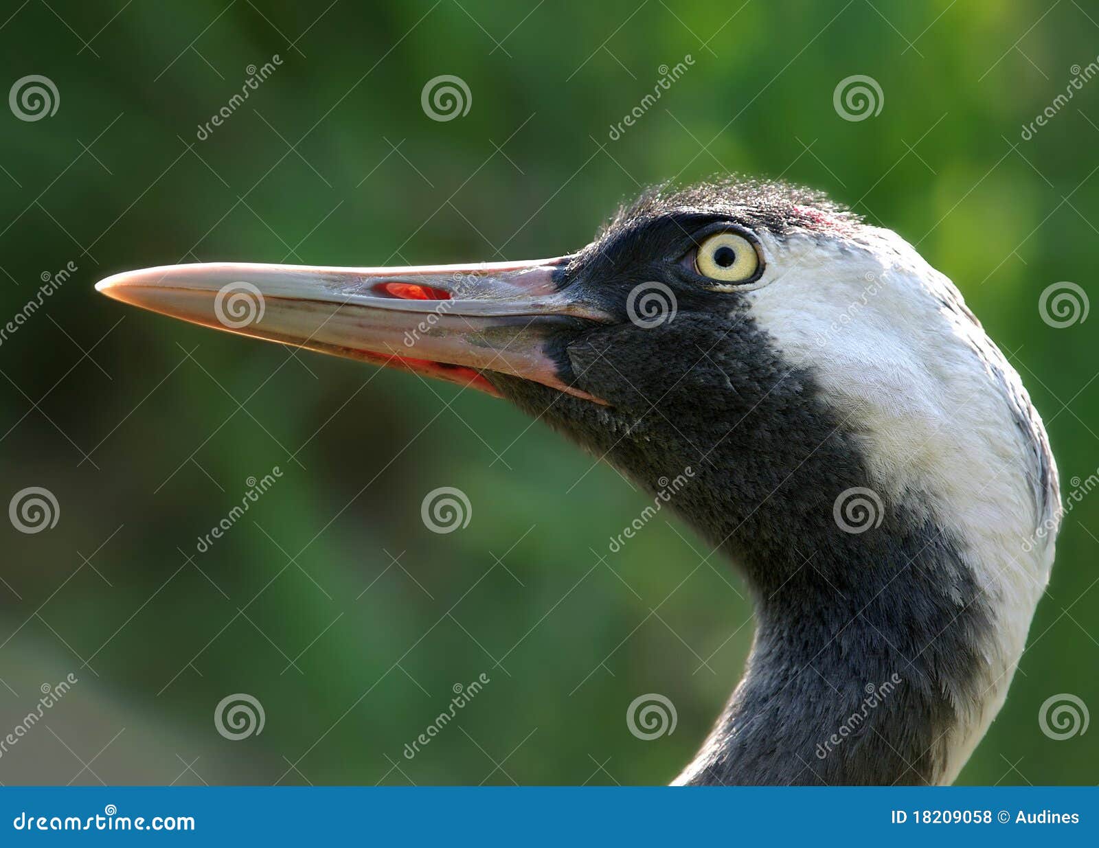 Common crane stock photo. Image of wild, profile, common 18209058