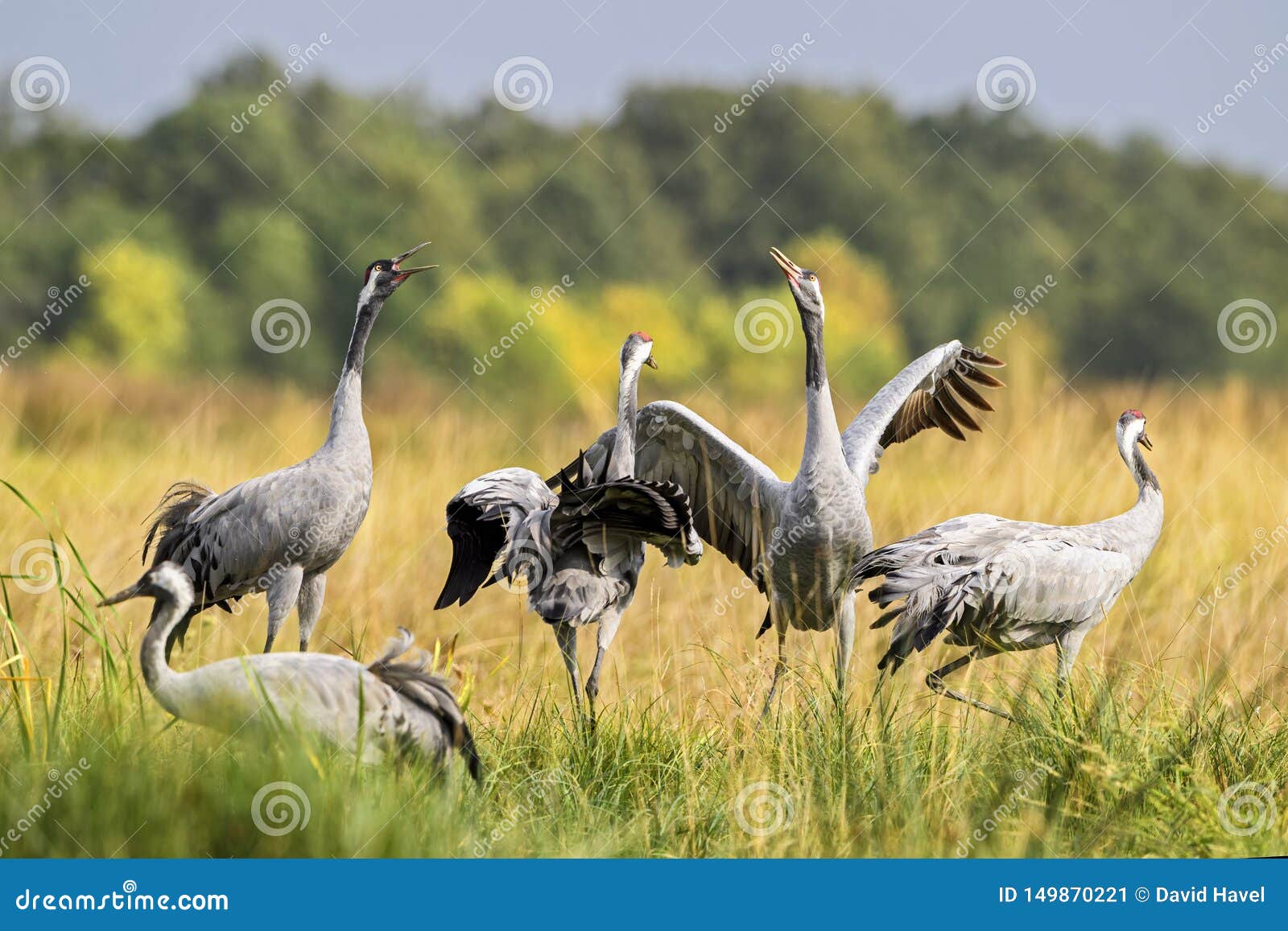 common crane - grus grus