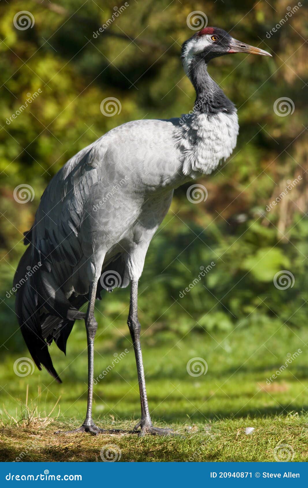 common crane (grus grus)