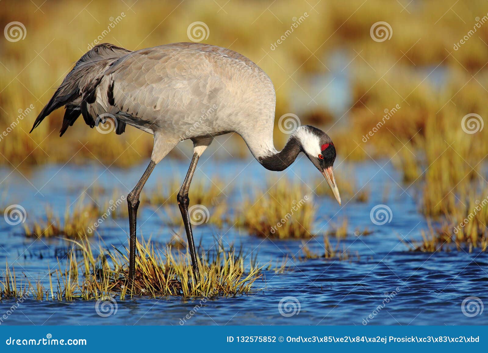 common crane, grus grus, big bird in the nature habitat, lake hornborga, sweden. wildlife scene from europe. grey crane with long