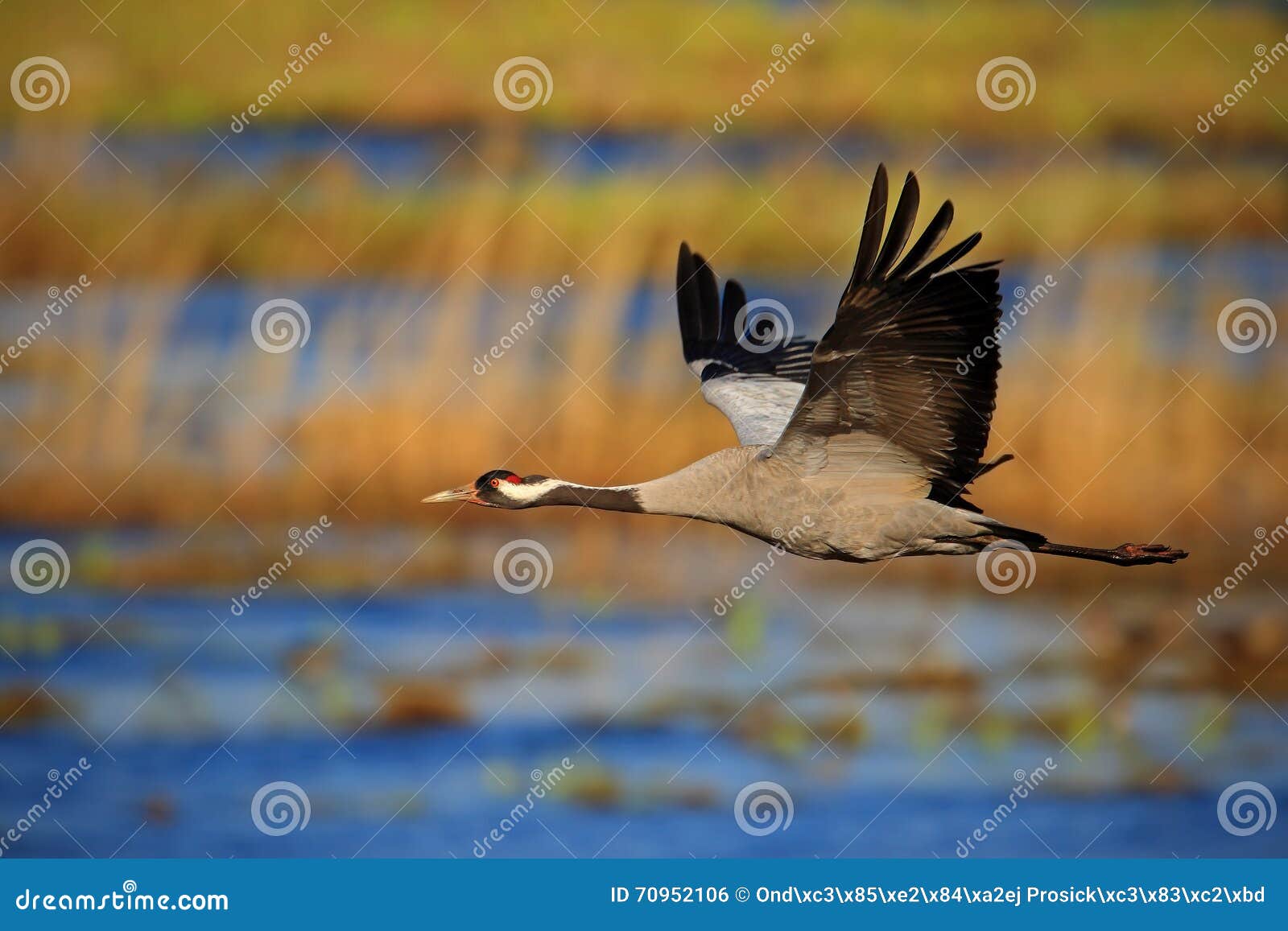 common crane, grus grus, flying big bird in the nature habitat, germany