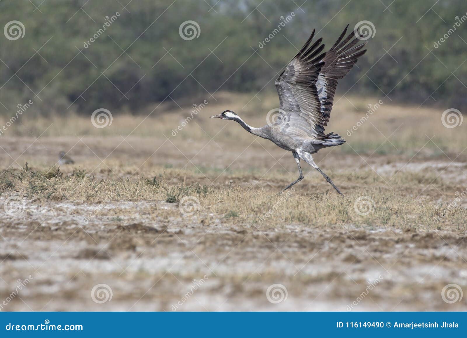 common crane grus grus taking off.