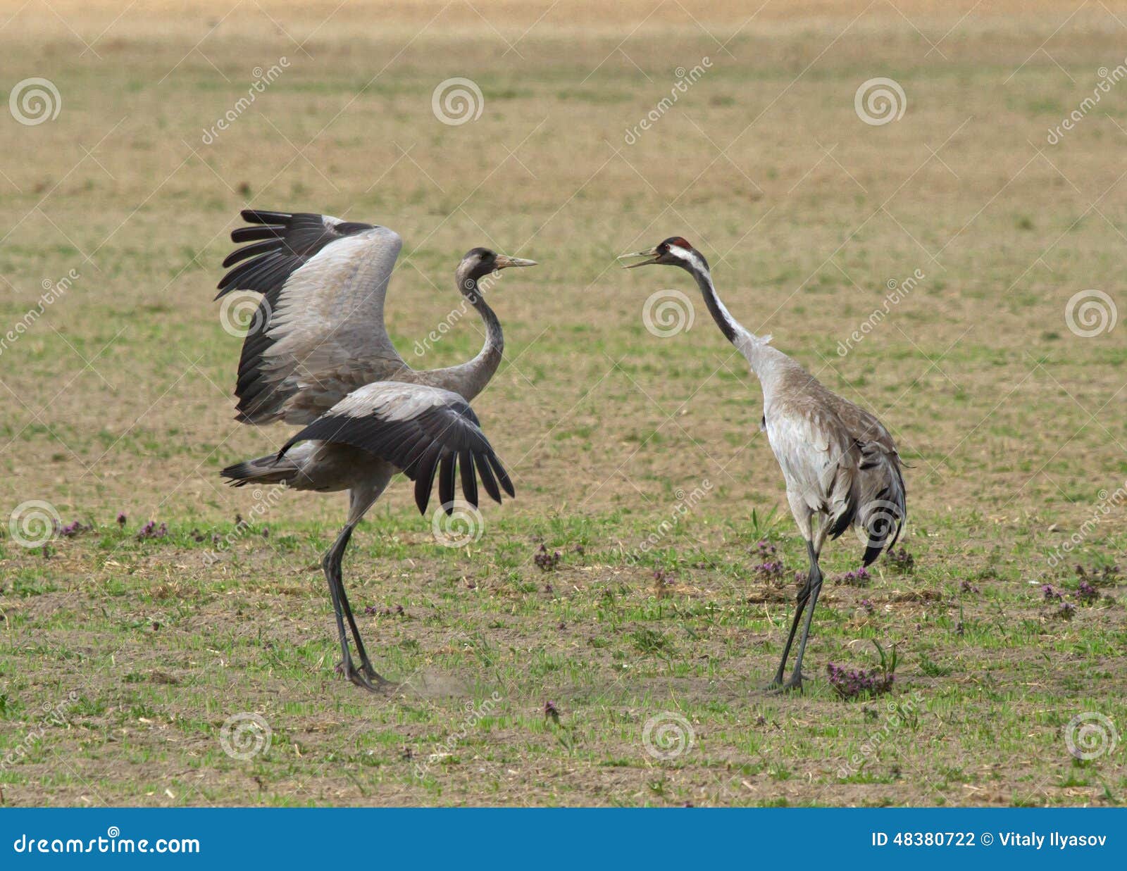The Common Cranes RoyaltyFree Stock Photo 210819759