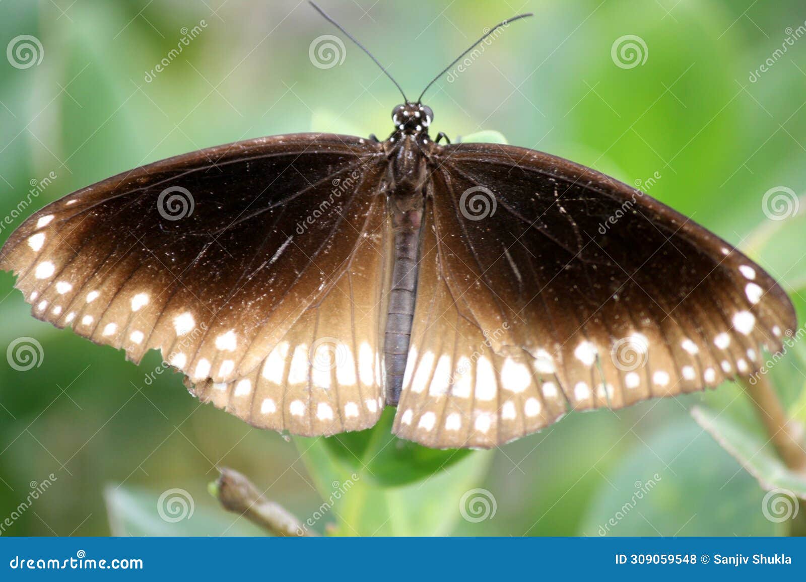 common crow butterfly (euploea core) sitting on plant leaves : (pix sanjiv shukla)