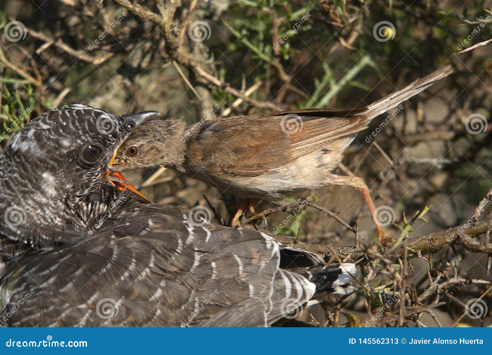 common cuckoo - cuculus canorus young in the nest- sylvia conspicillata - spectacled warbler