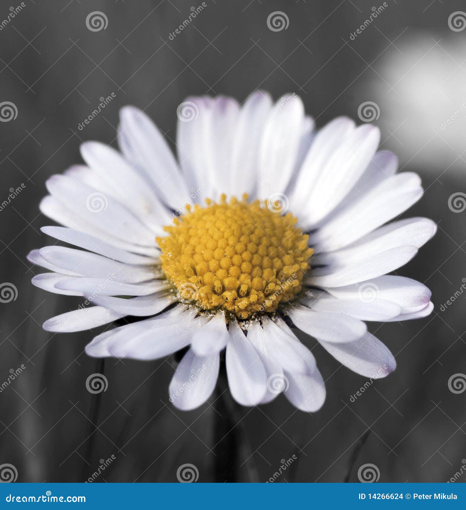 Common Daisy Flower in Bloom Stock Photo Image of lawn, single 14266624