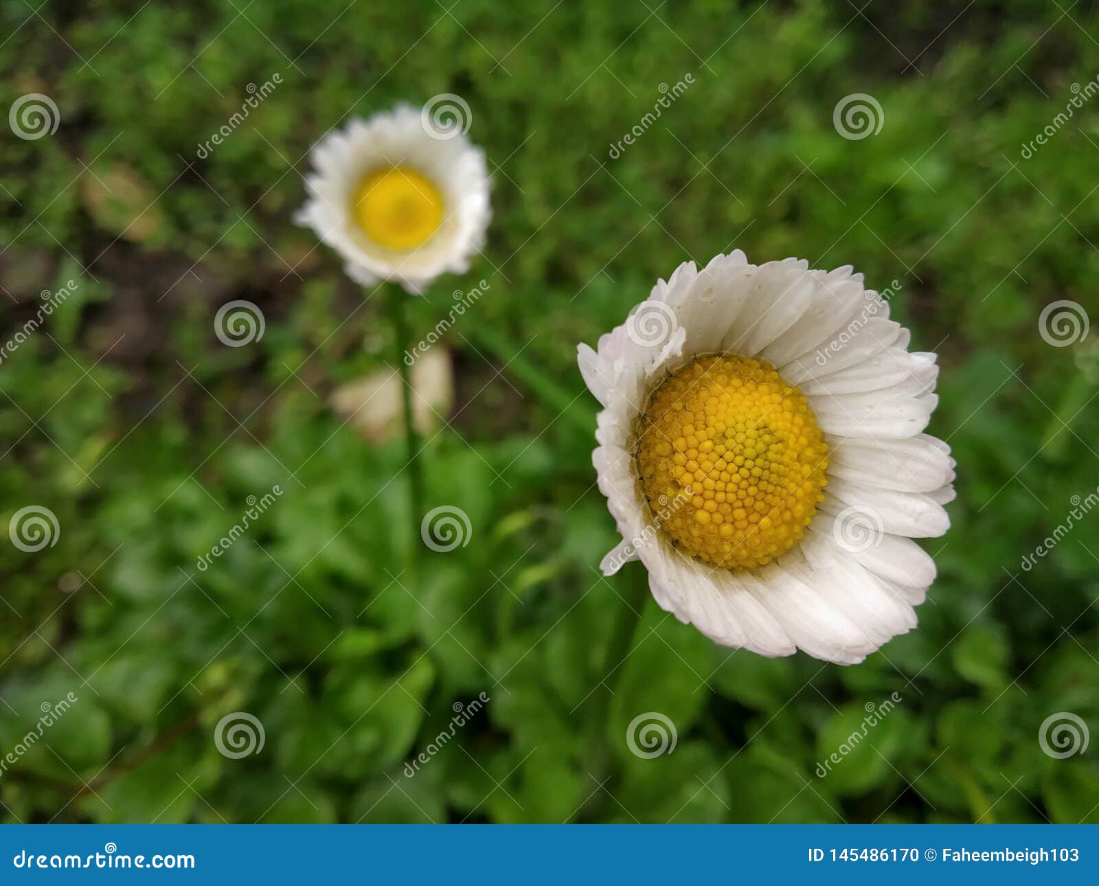 Common daisy flower stock photo. Image of colorful, beautiful 145486170