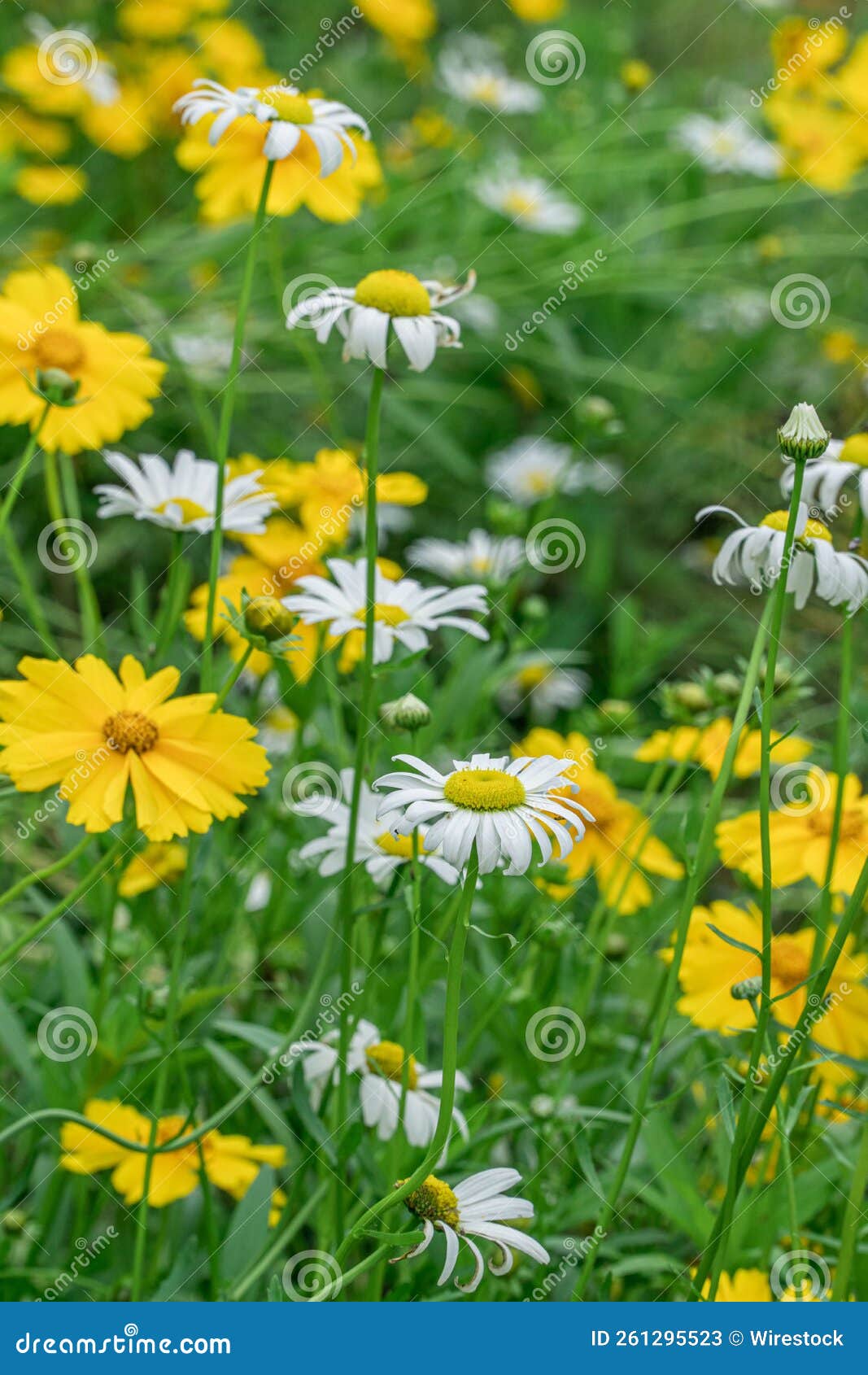 Common Daisy Plant in the Midst of Another Plant in the Field Stock